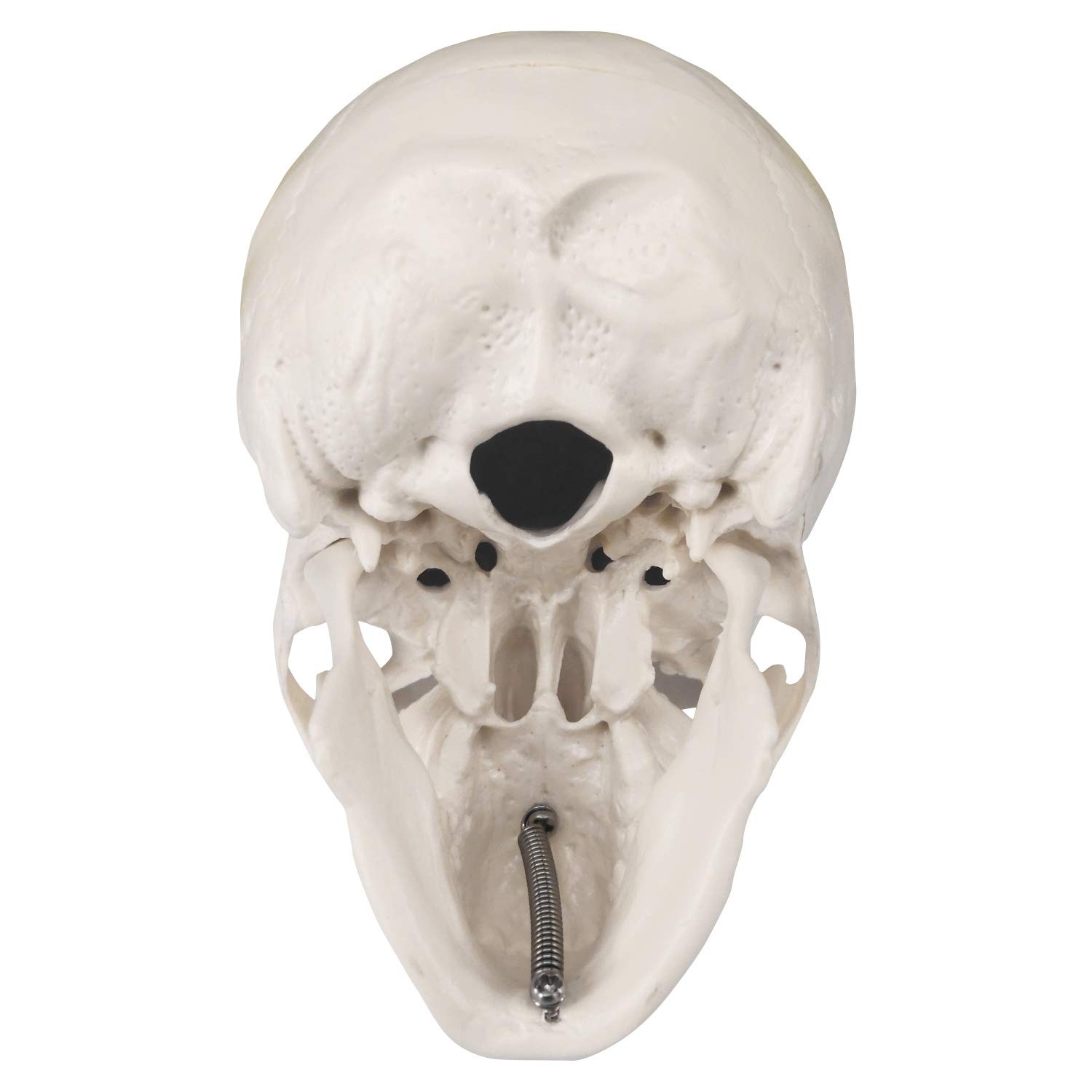 Mini Skull Model Small Size Human Anatomy Skull Model with Moving Jaw and Art…