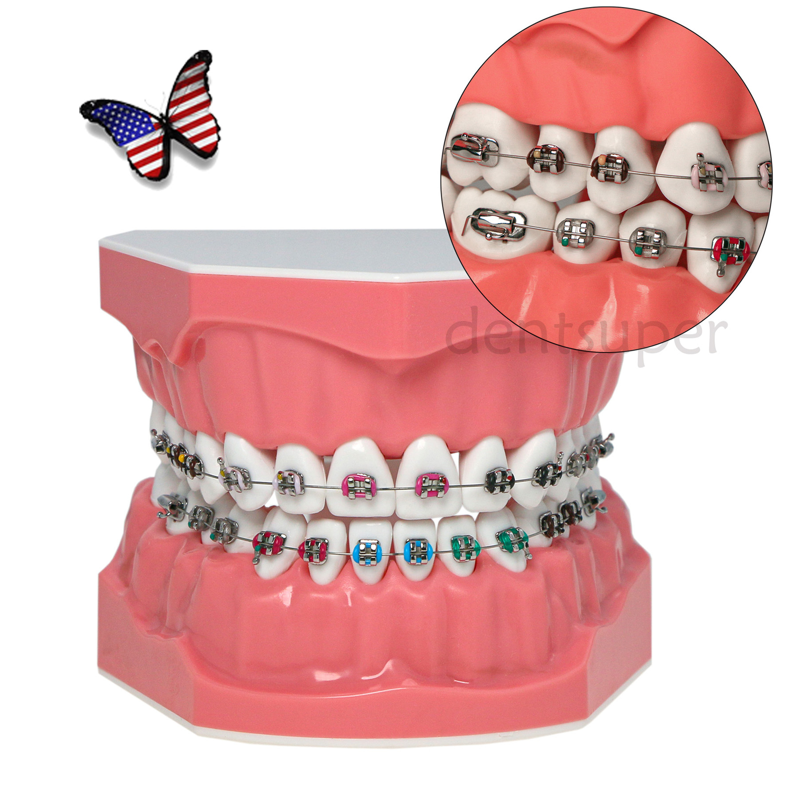 US 1:1 Dental Orthodontic Teeth Model Typodont Demonstration Model with Brackets