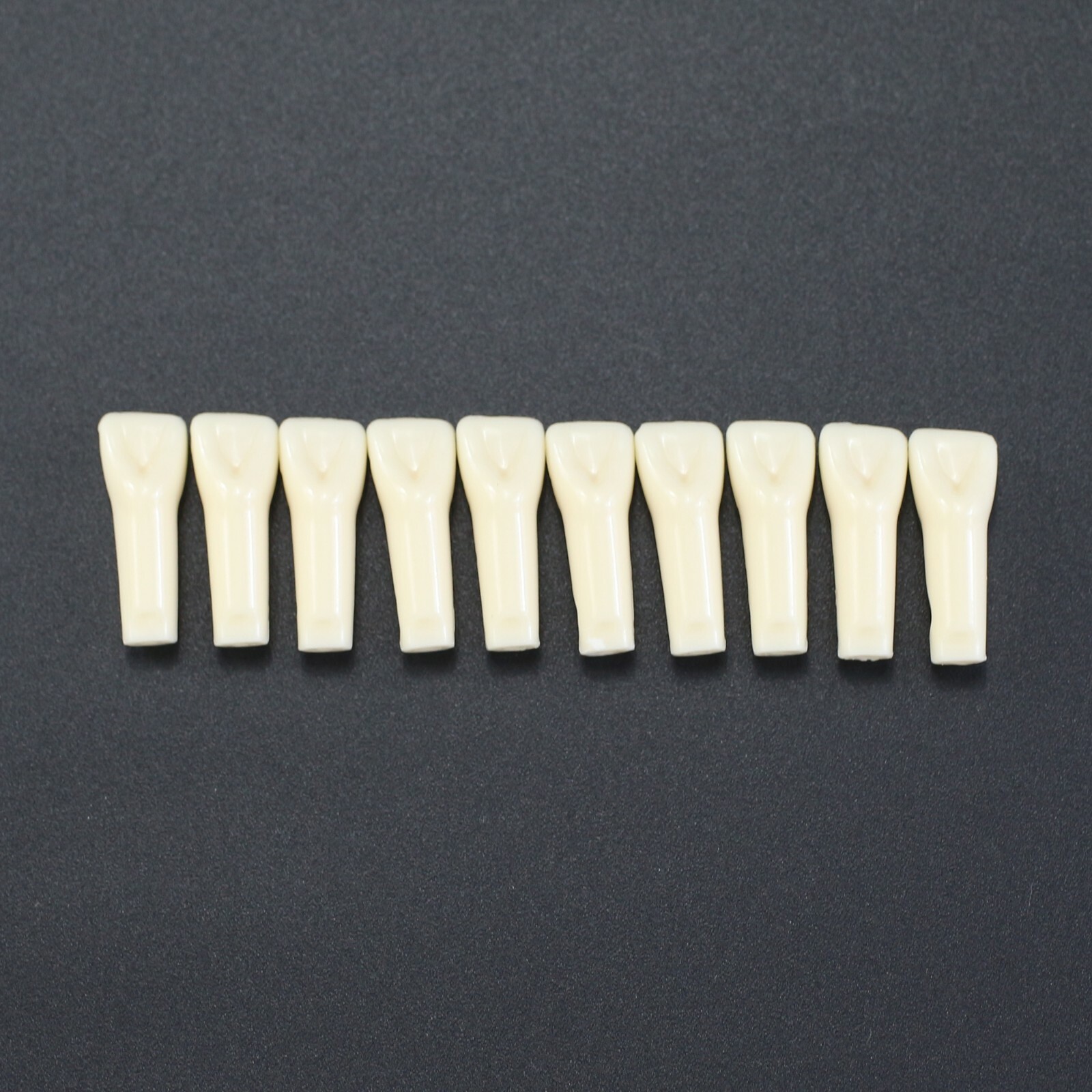 10pcs/lot Individual Replacement Teeth For 32 Teeth Typodont Kilgore Nissin 200