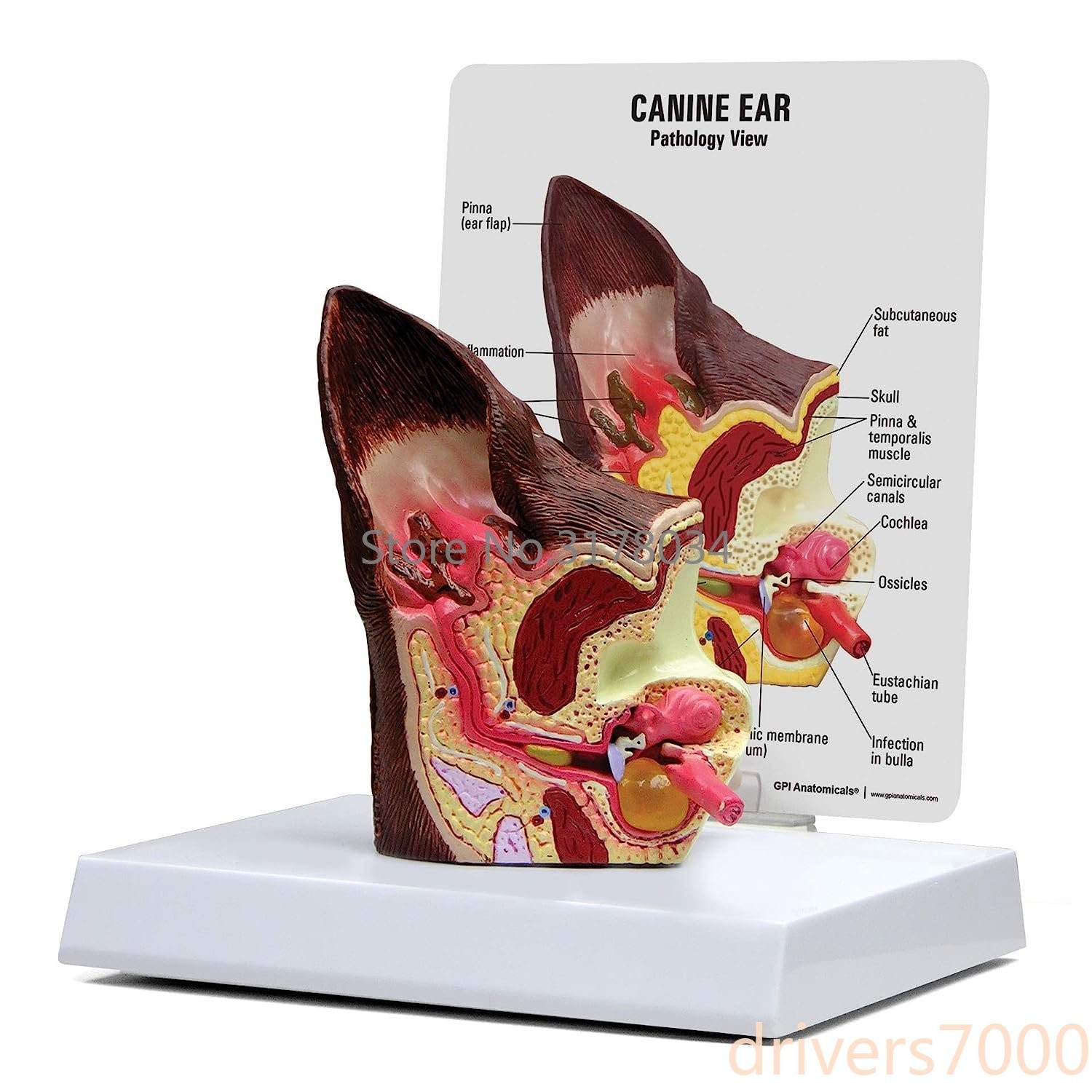 Canine Ear Model Animal Body Anatomy Replica of Dog Ear W/Common Pathologies
