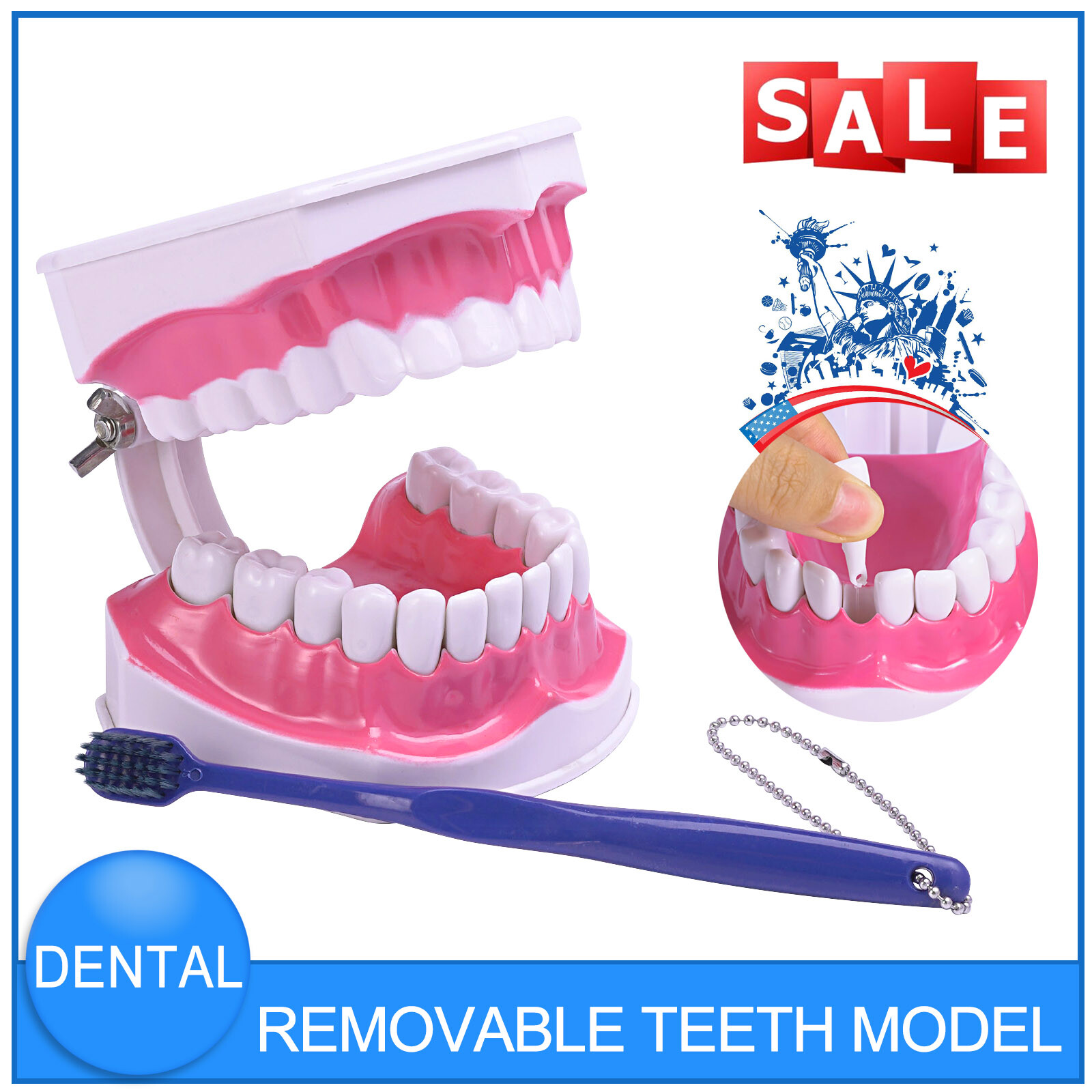 2Pcs Dental Study Model Colgate 2Times Large With Removable Adult Teeth Model
