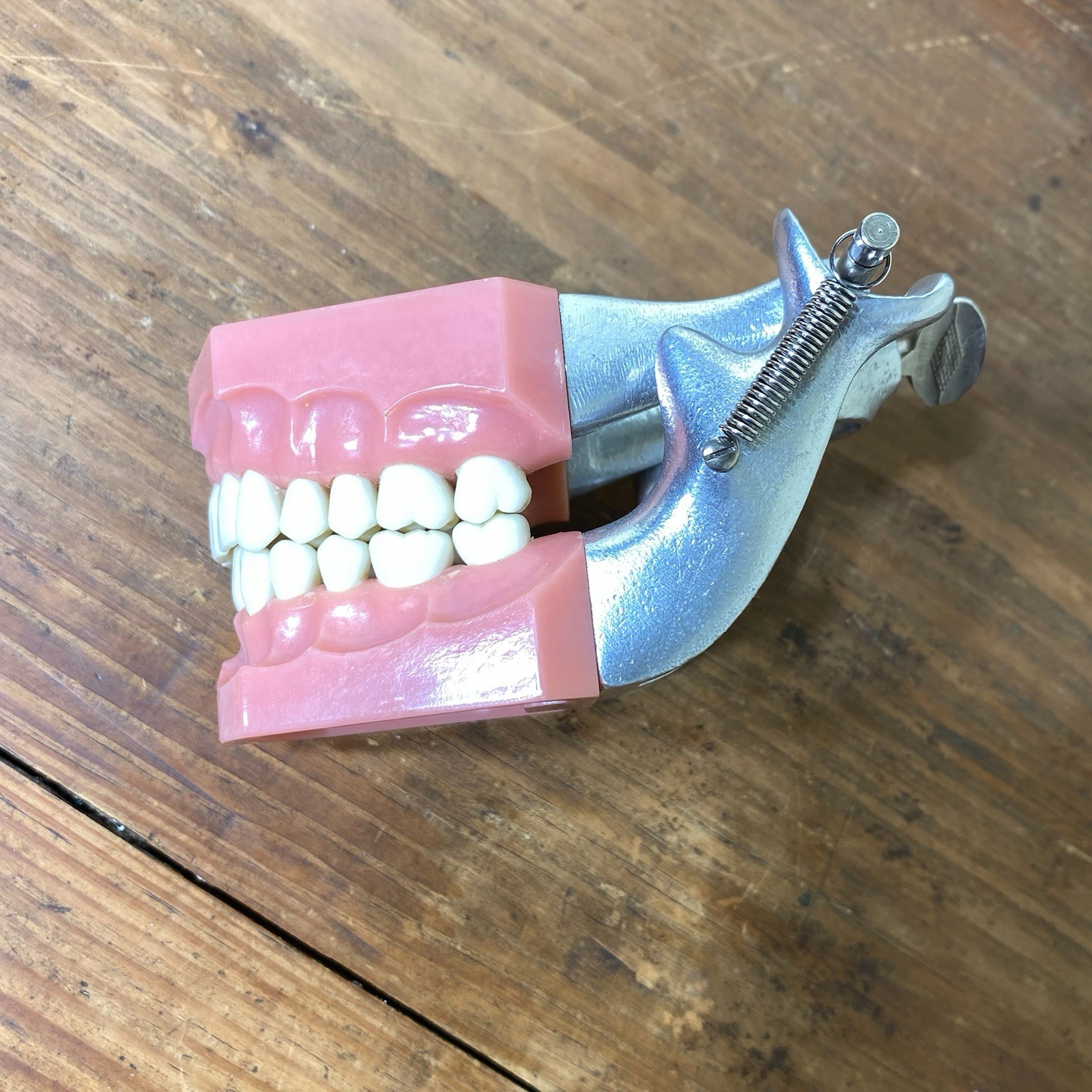 VTG Colombia Dentoform Dental Articulator Model Teeth Dentist Lab Tool Medical