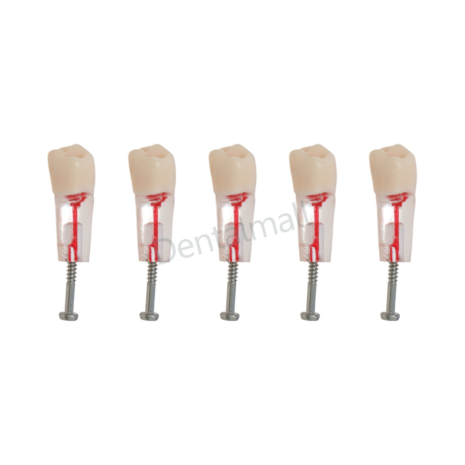 Dental Teeth Model Endo Root Canal Pulp Files Practise Blocks Fit NISSIN 200