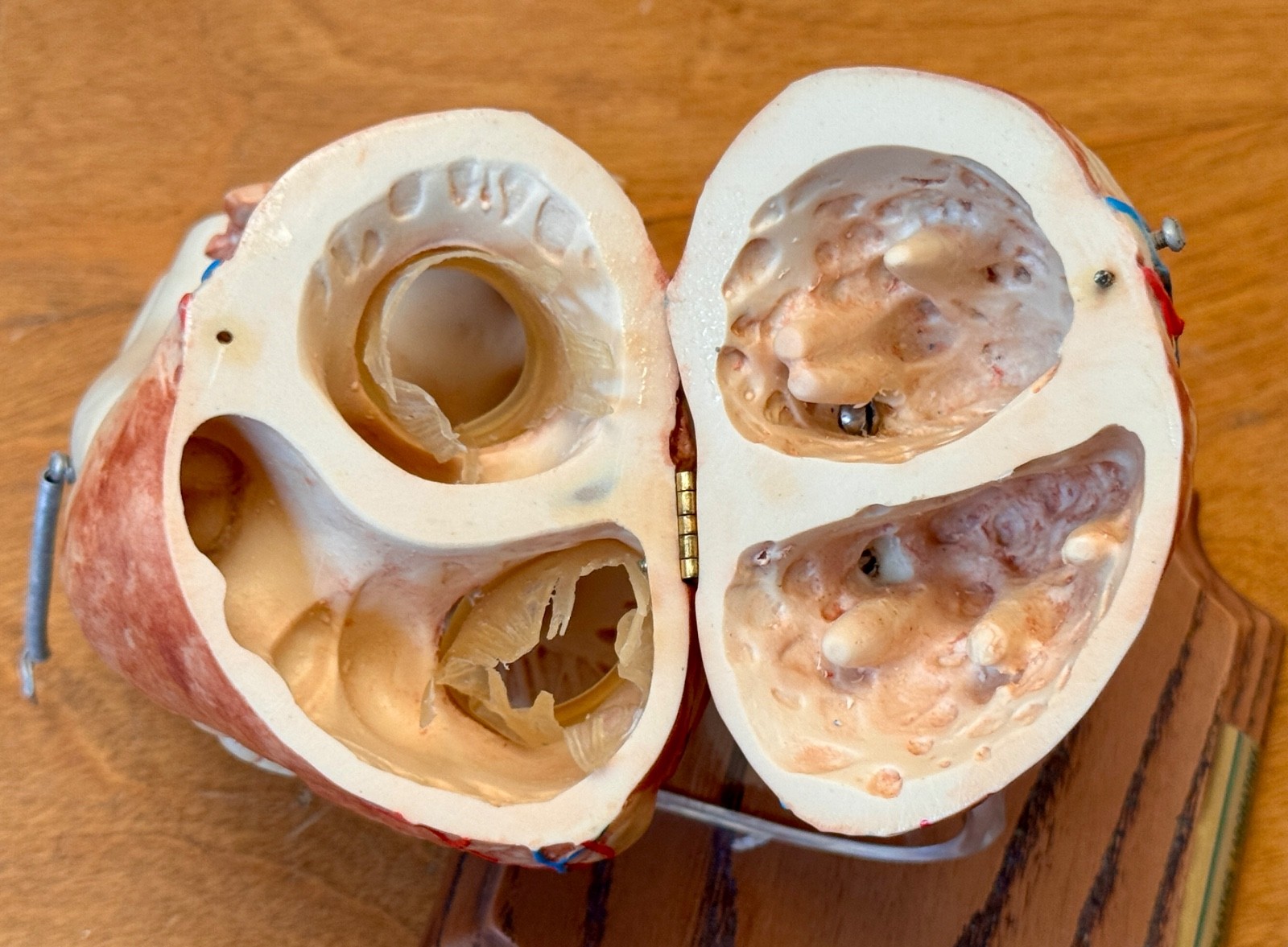 1970s Medical Plastics Laboratory Hinged Human Heart Model Sculpture Vtg Anatomy