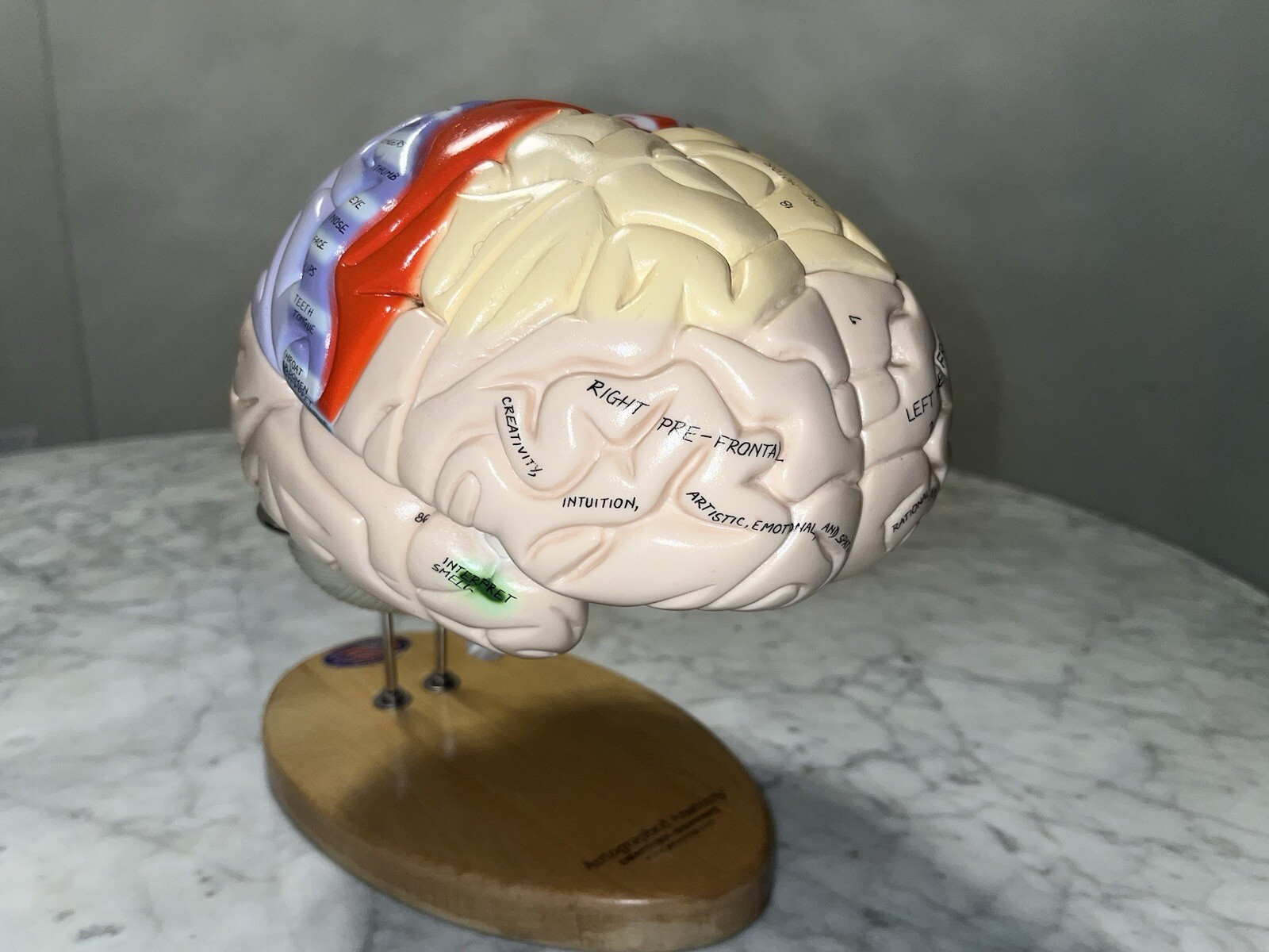 Denoyer-Geppert Giant Regional Brain Vintage Authentic USA