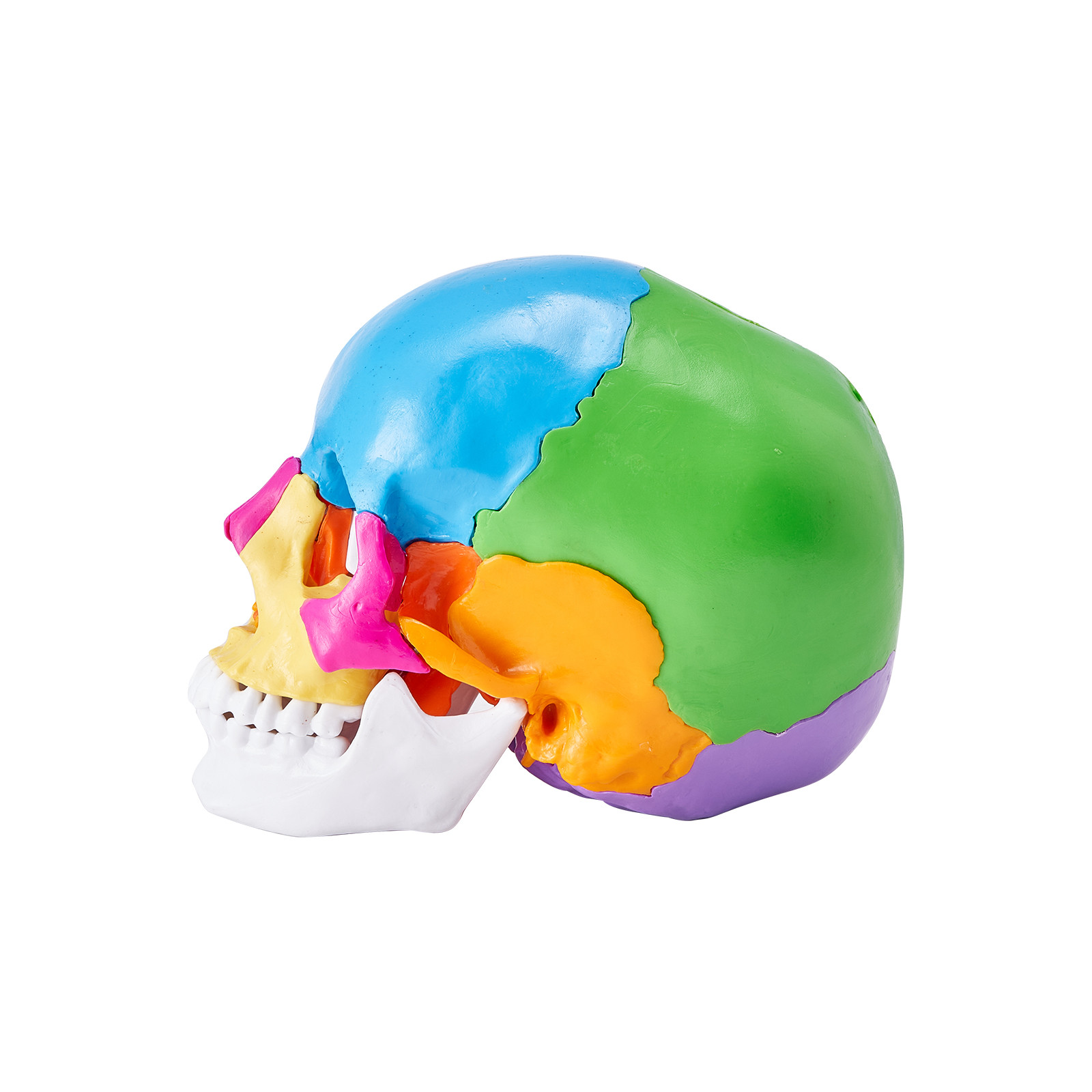 VEVOR Human Skull Model Anatomical Skull Model 22 Parts 1:1 Colored Skeleton