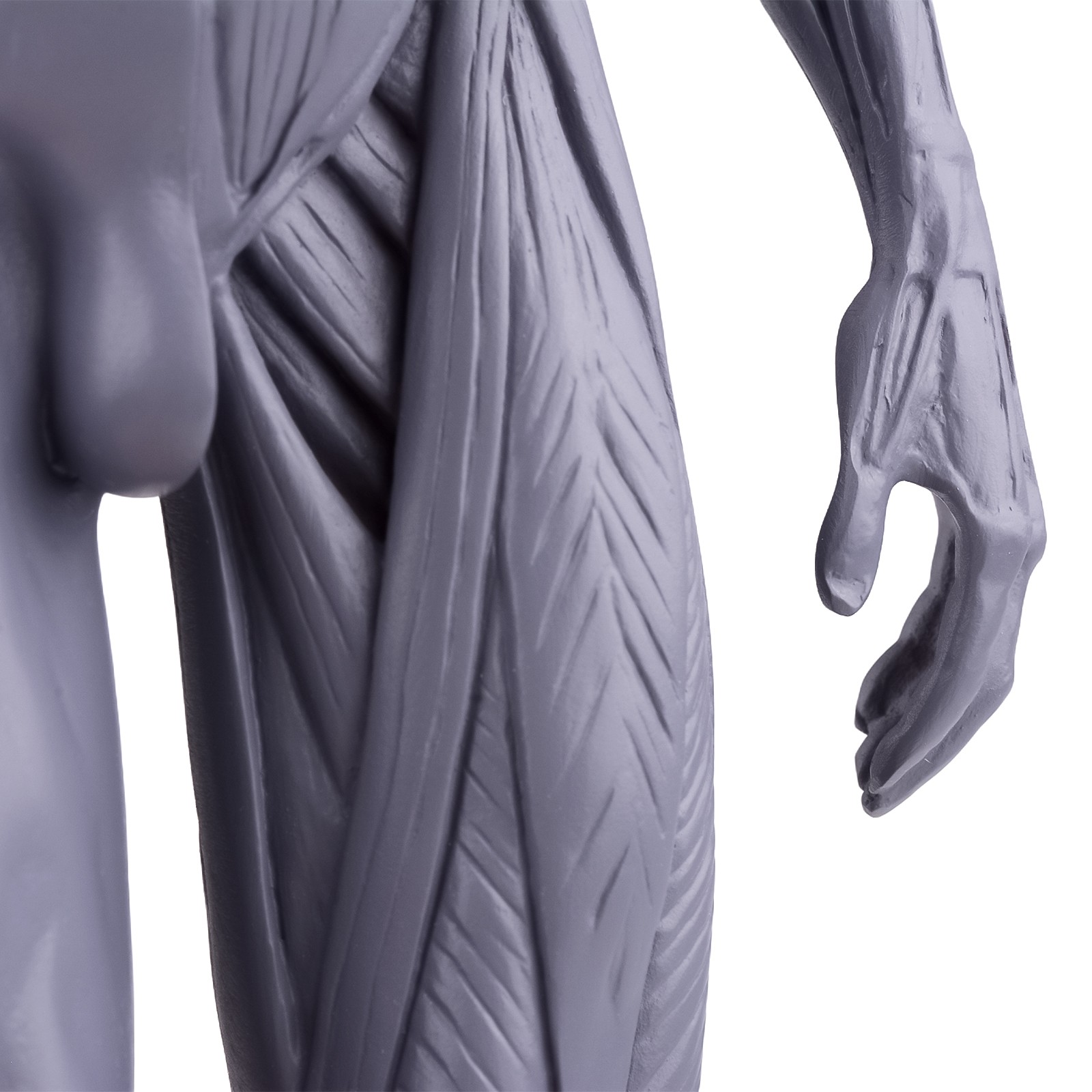 30cm Gray Human Anatomy Model Muscles & Bones for Medical Study & Art Sculpture