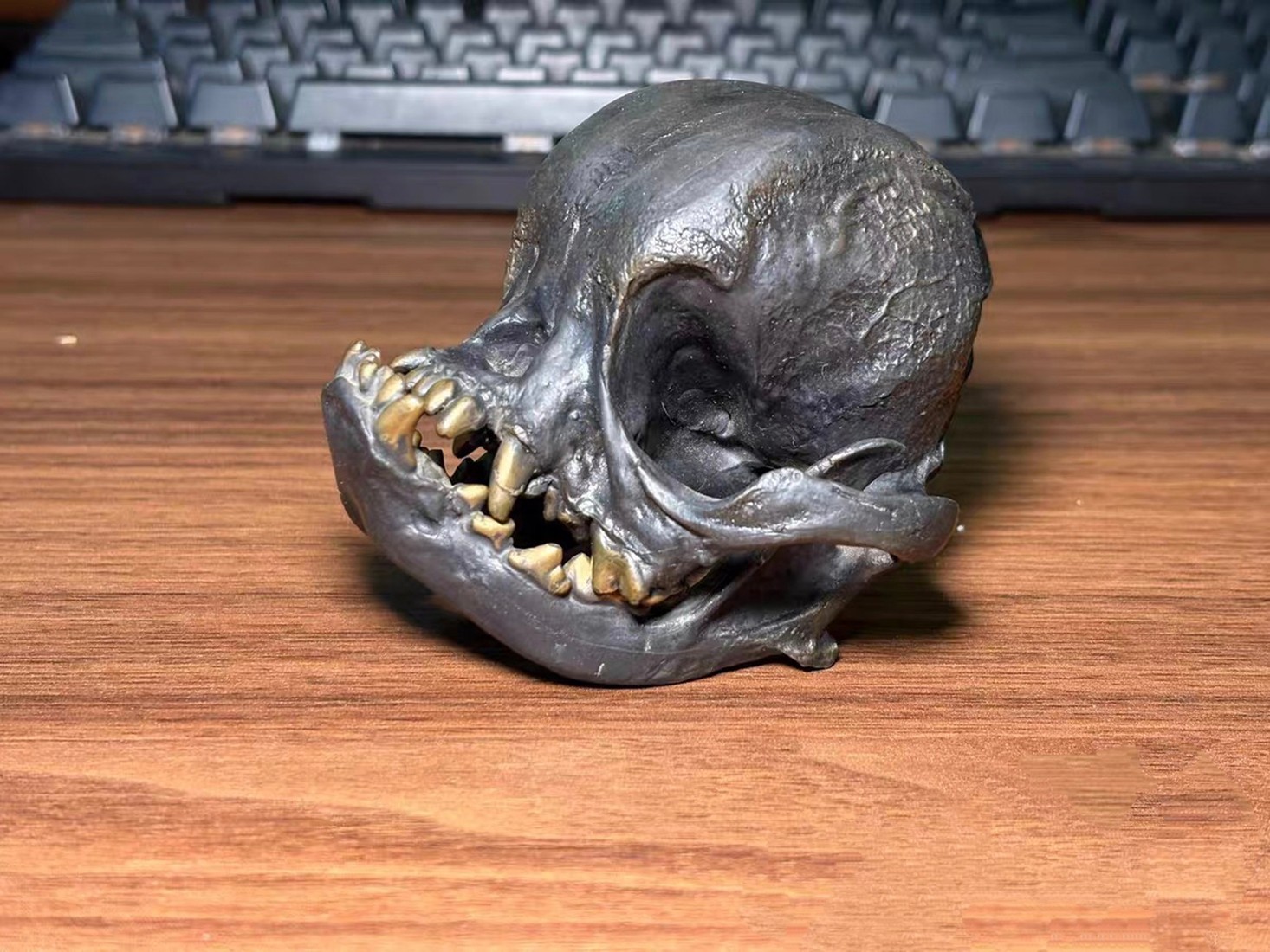 Bronze copper Pug Canine dog Anatomy jaw vet Veterinary Model tooth
