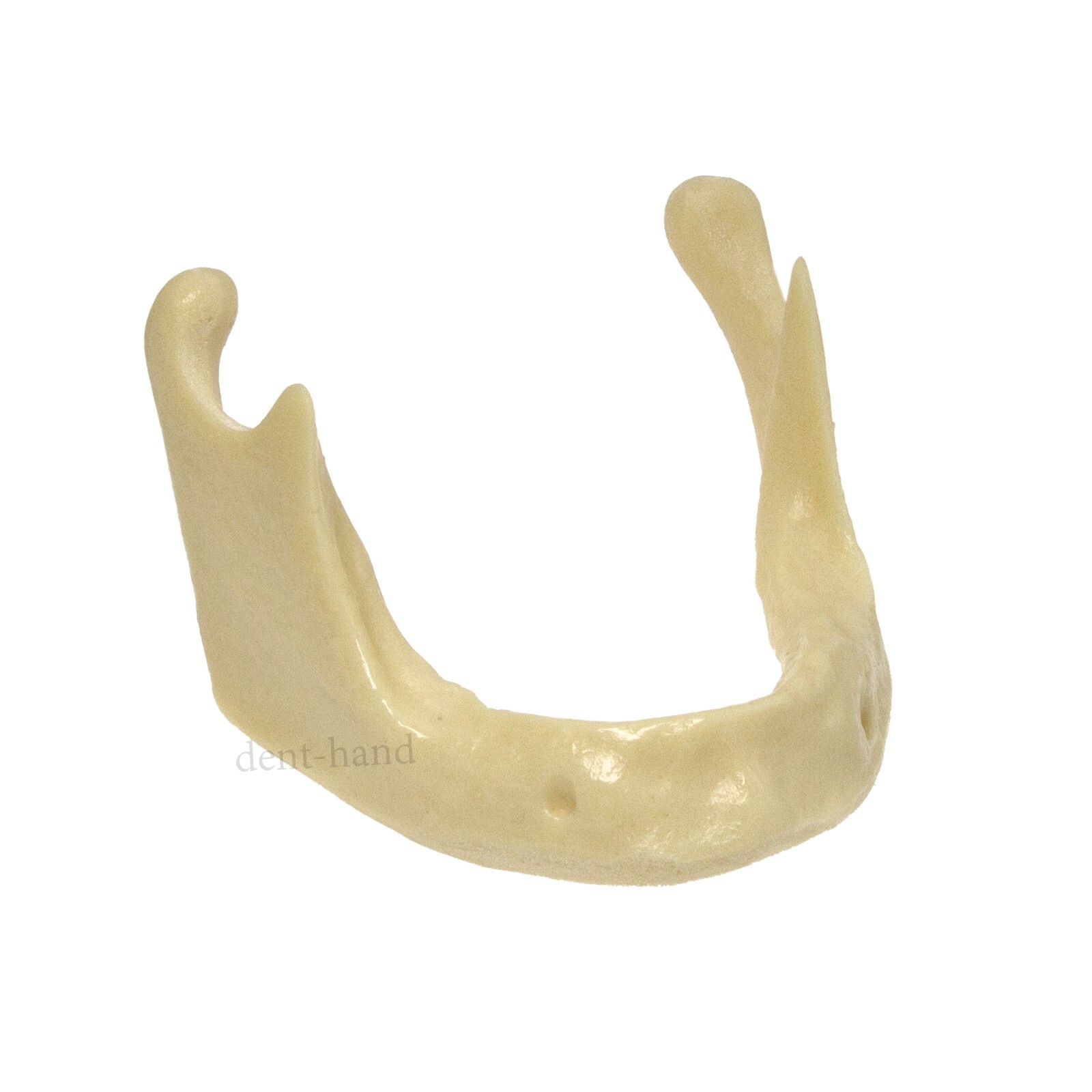 Dental Mandible Implant Jaw Bone Model For Practice Drilling M2022/2023