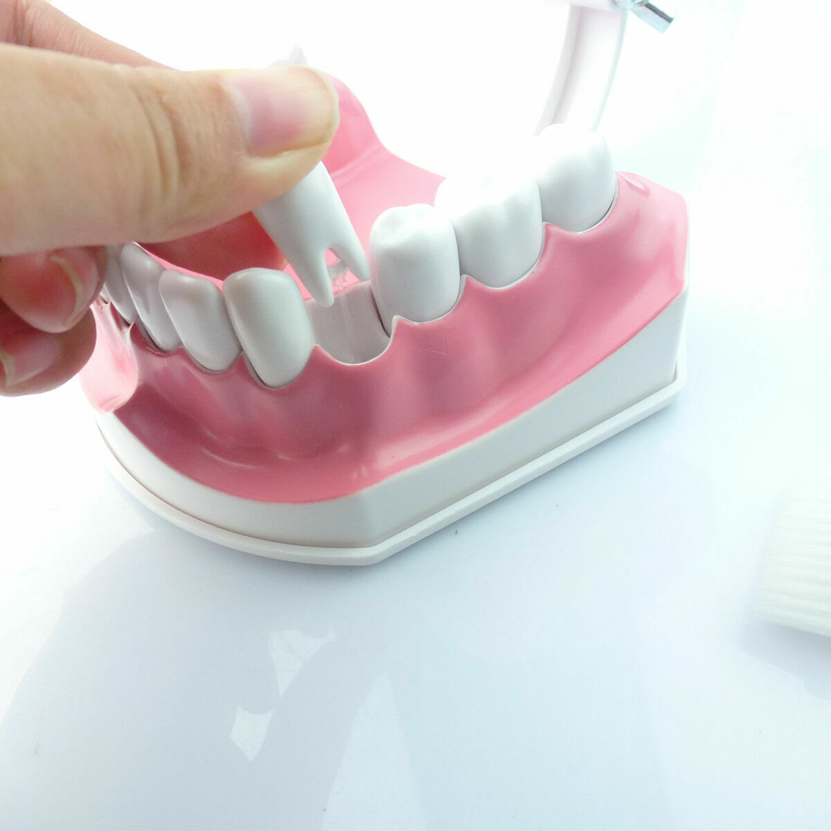 1x Dental Teaching Typodont Model Large With Removable Teeth Colgate SALE HOT