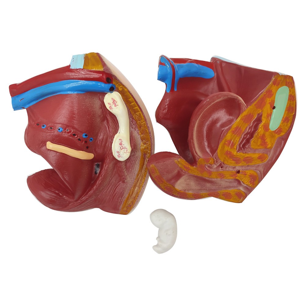 Detachable Human Torso Model Medical 31.89 in Dual-Sex Torso Anatomy Model