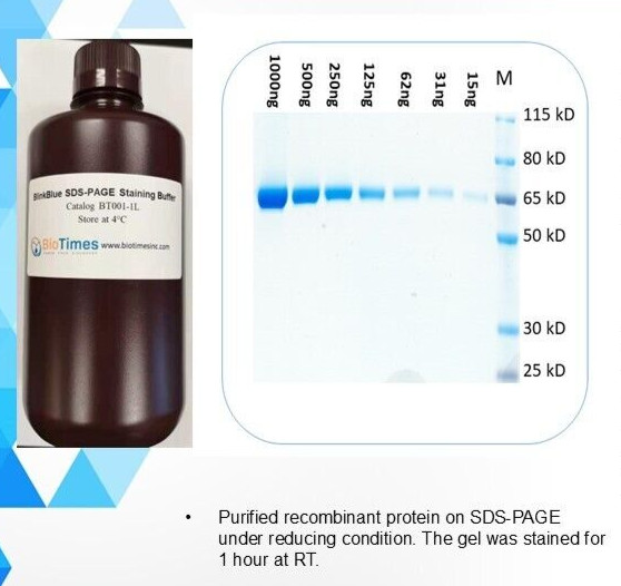 One step SDS-PAGE gel Staining Buffer – 1 liter, catalog BT001-1L
