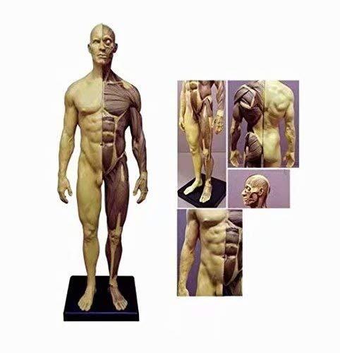 30cm Human Anatomical Skull Head Muscle Bone Male/Female Body Anatomy Model CE