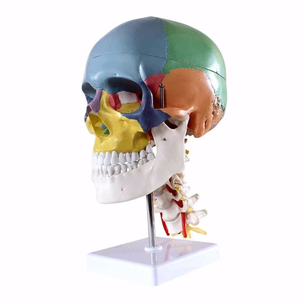 Human Anatomy Skeleton Anatomical Model with Colored Bones Cervical Vertebra US