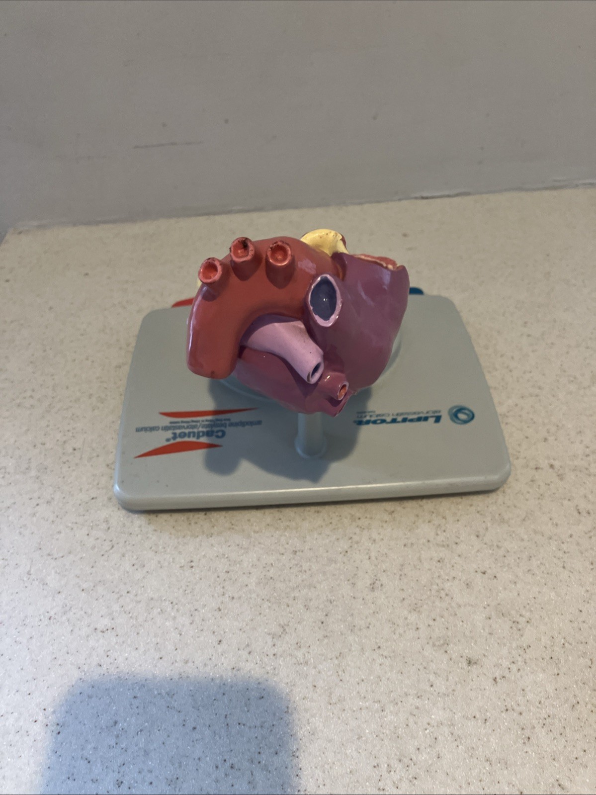 Vintage 3D Anatomical Heart/ Brain Display Model from Lipitor/ Caduet 2007