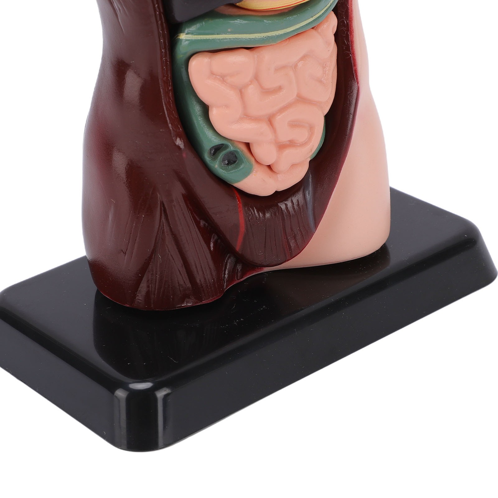 Interactive Human Body Model Organ Replica Education