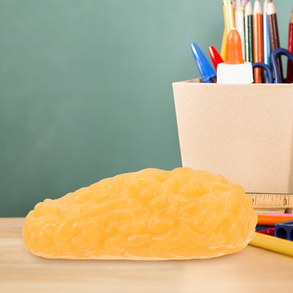 Human Body Fat Model Display Tool Tissue