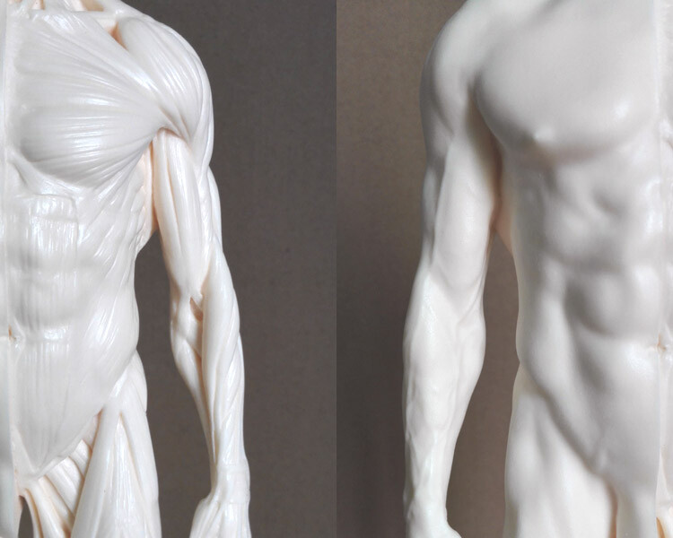 30cm Human Skeleton Anatomical Model Male Anatomy Skull Muscle Bone White