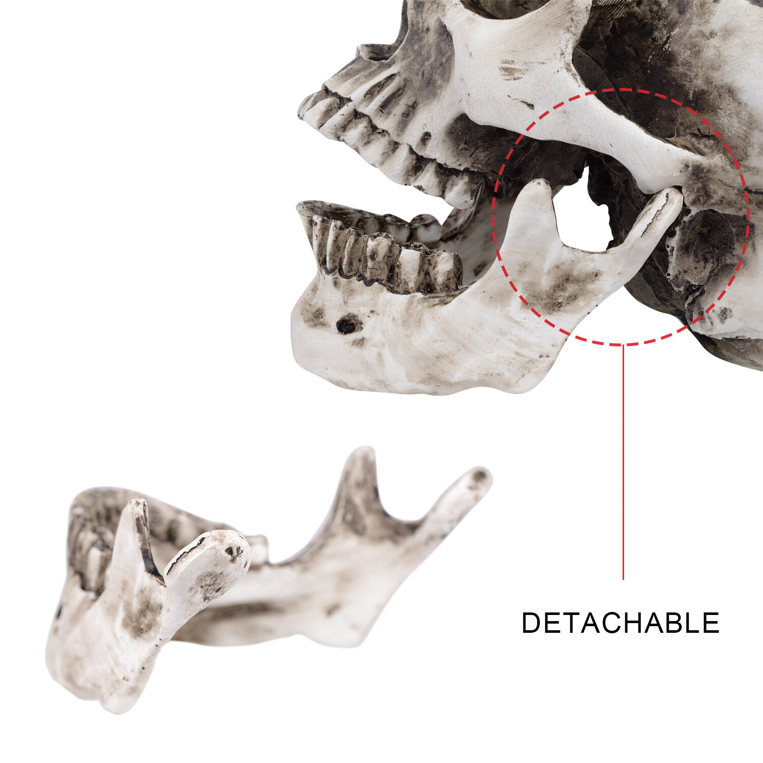 1:1 Retro HumanSkull Replica Resin Anatomical Model Removable Jaw/Chin Realistic