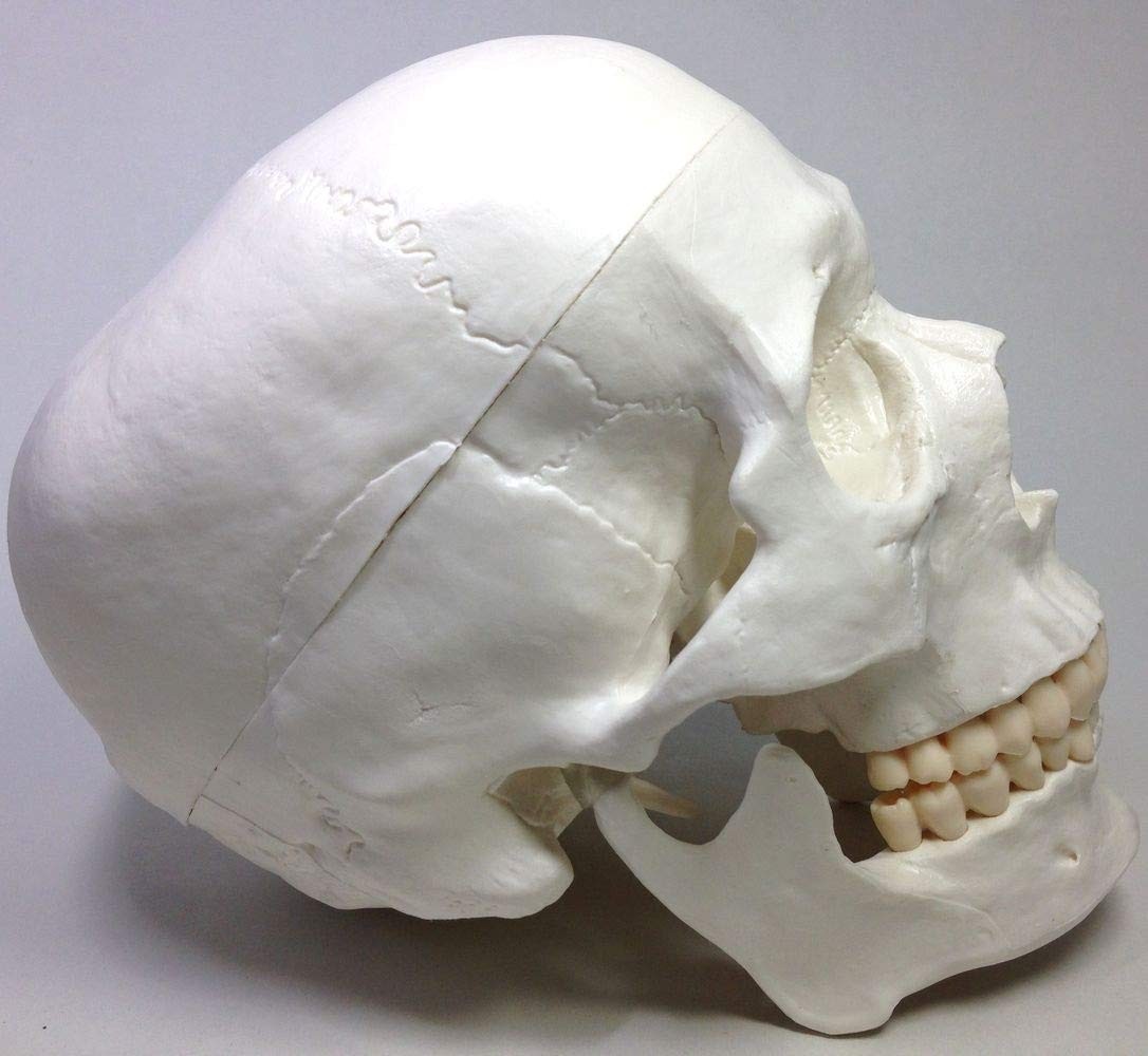 Life-size, ultra-precise skull model with movable jaw joint. Ideal for dental, E