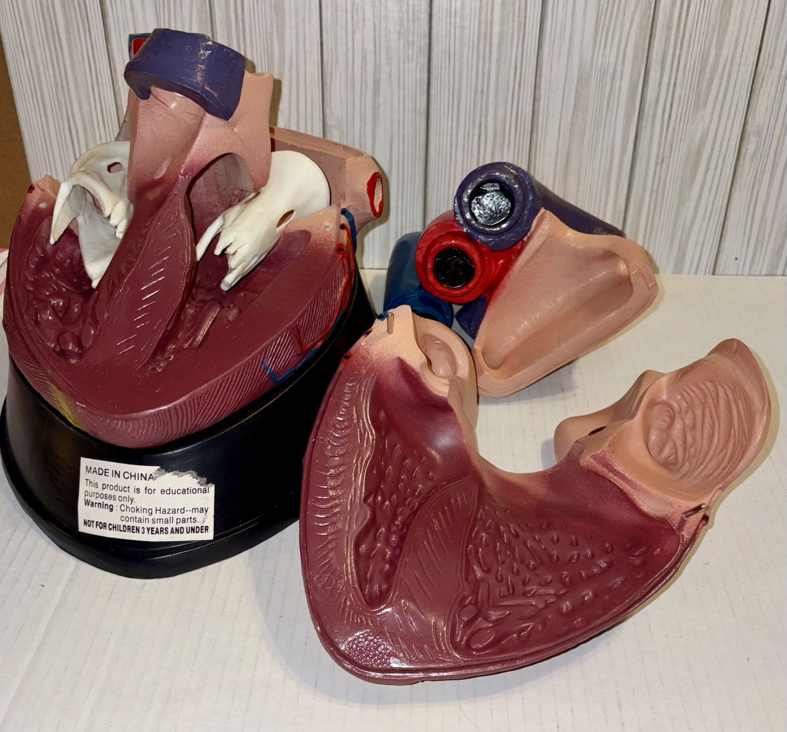 Dissectible Human Anatomical Jumbo Heart Model 7 Piece + Base Teaching Model