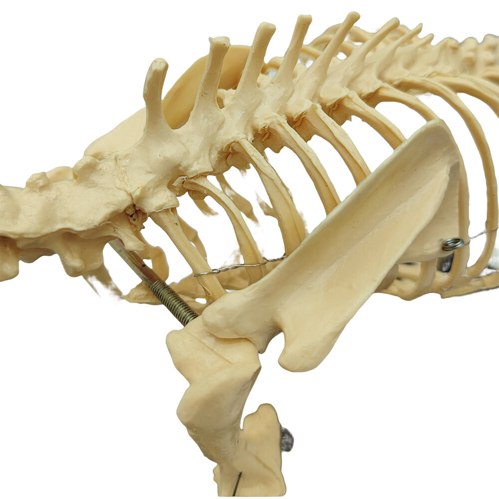 Canine Skeleton Model PVC Dog Model Bones Standard Size Education Display Model