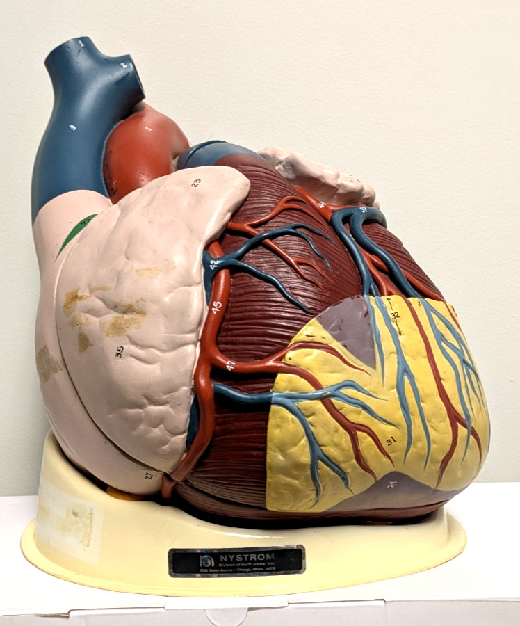Vintage Large 2 Pc. Nystrom Human Anatomical Heart Model AM-116 W/Base & Papers