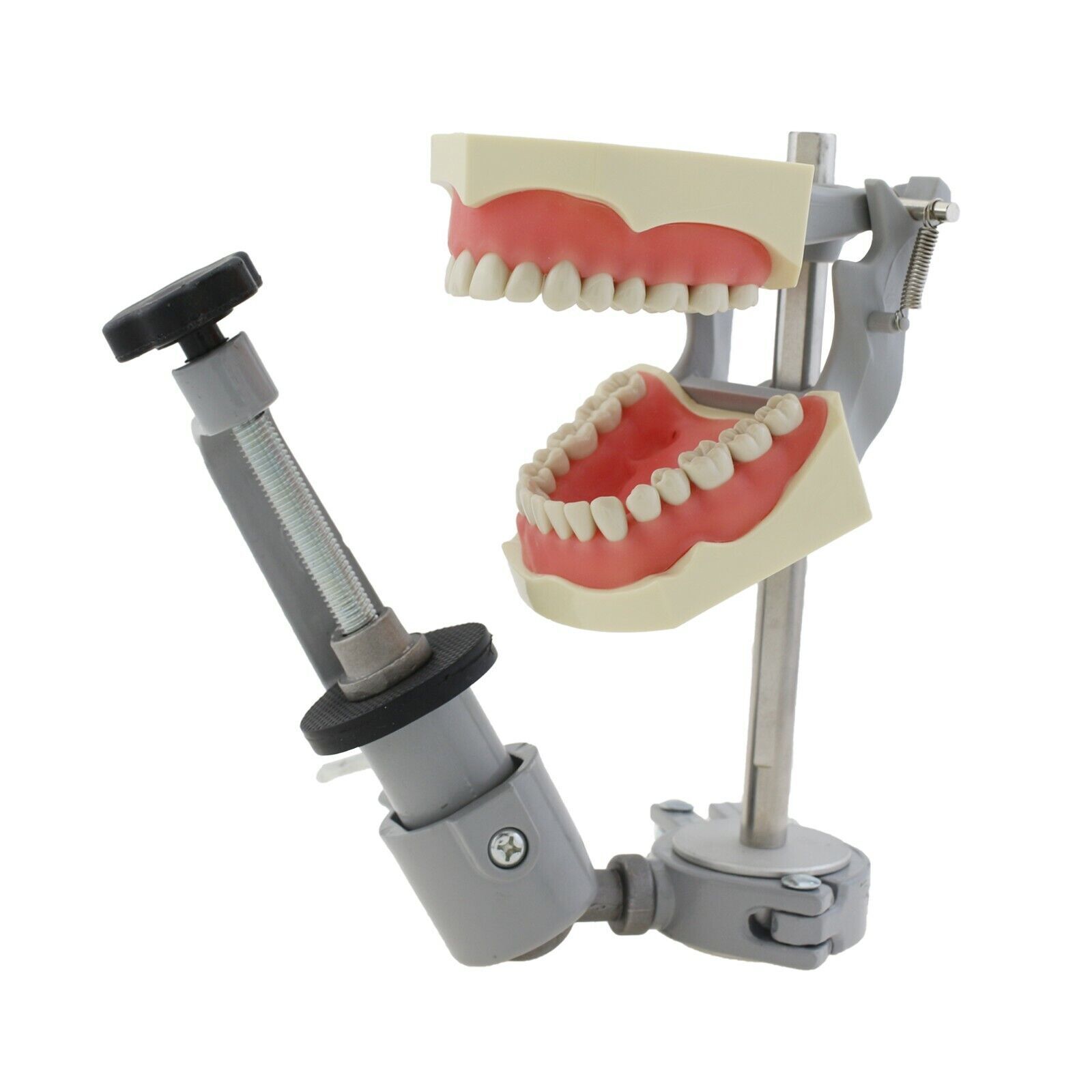 Dental Typodont Training Model Columbia Kilgore Nissin Mounting Pole 28 32 Teeth