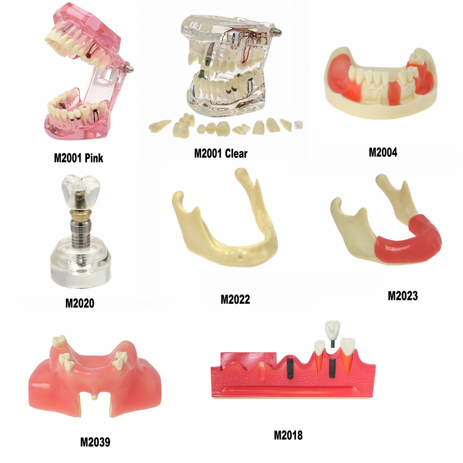 Dental Typodont Teeth Model Implant Pathological Perio Restoration Practice Demo