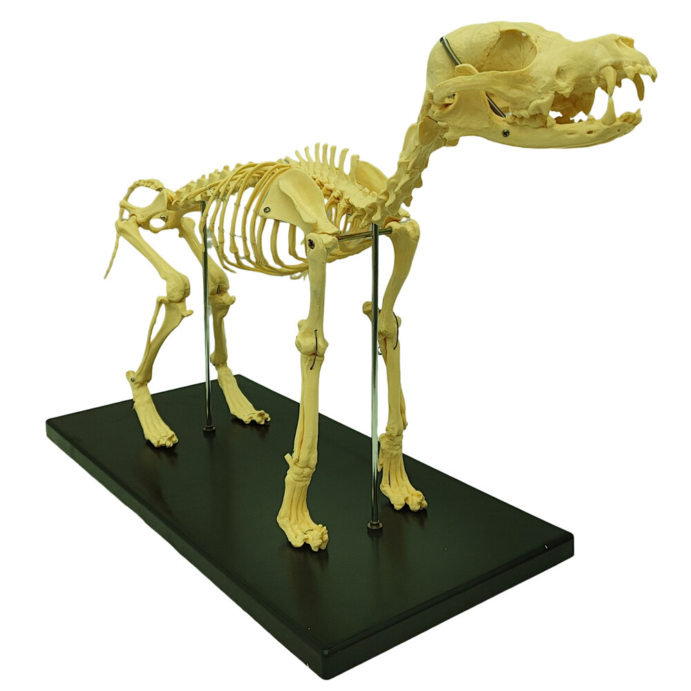 Canine Skeleton Model PVC Dog Model Bones Standard Size Education Display Model