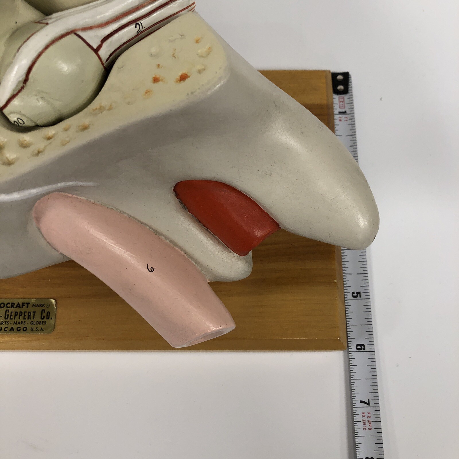 Denoyer Geppert Large Ear Anatomical Teaching Model 3-Part