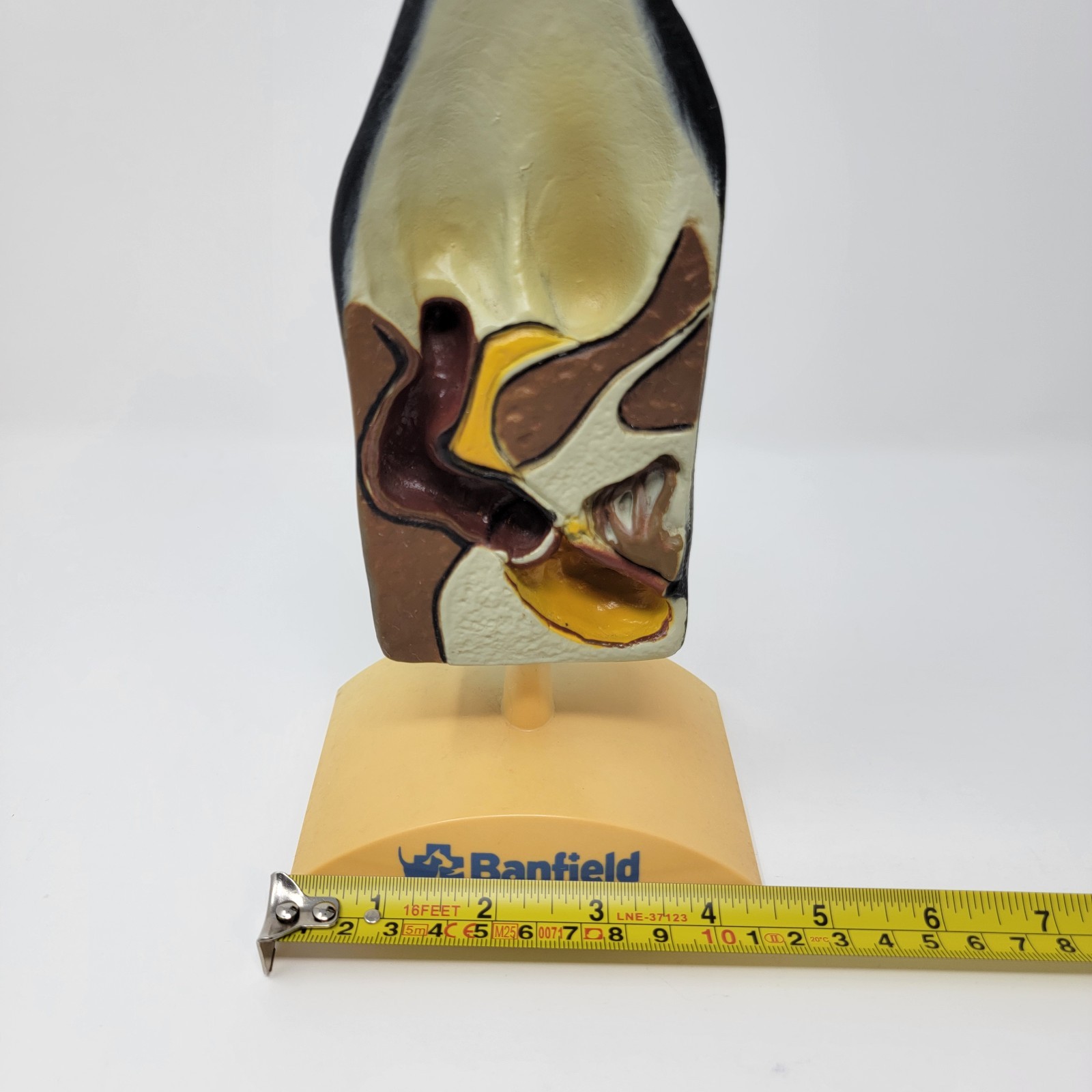 Banfield Veterinary Plastic Anatomical Model for Education – Canine Ear