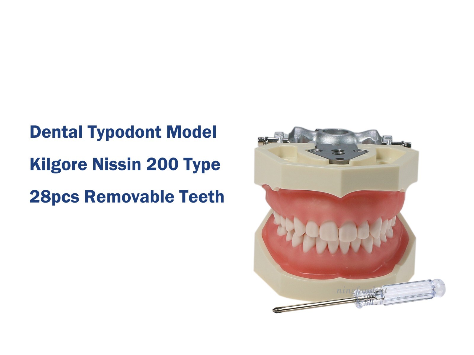 US Dental Typodont Study Detachable Model With Simulated Cheek And Mounting Pole