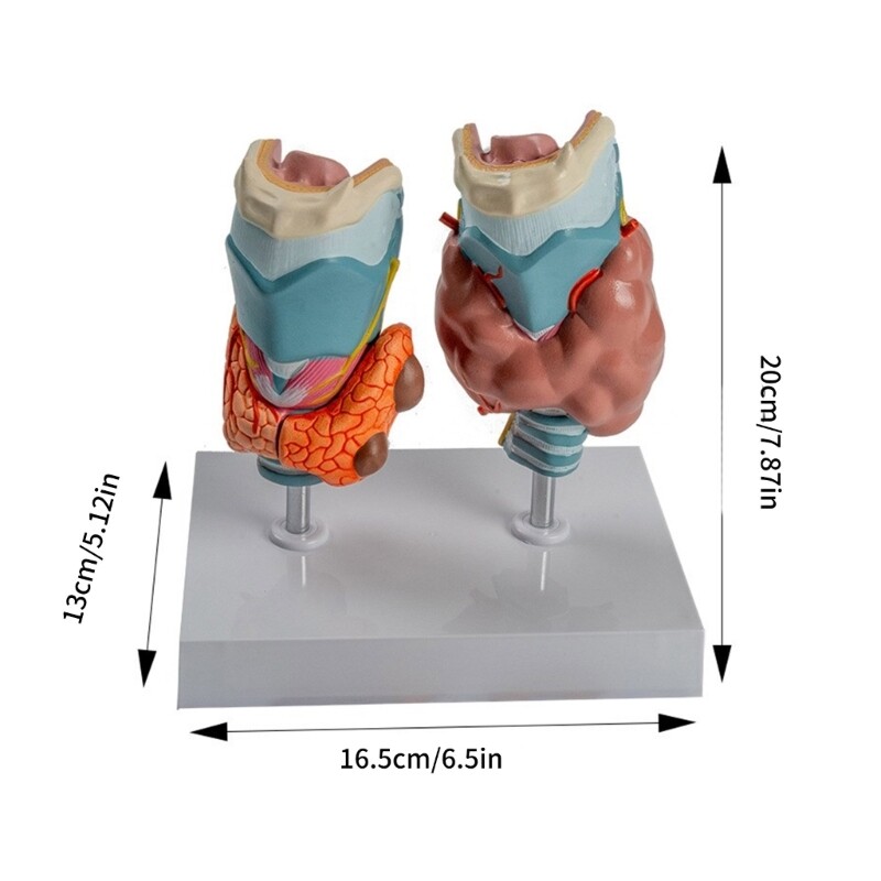 Anatomical Auditory Organ Model with Removable Parts, for Lecture Report