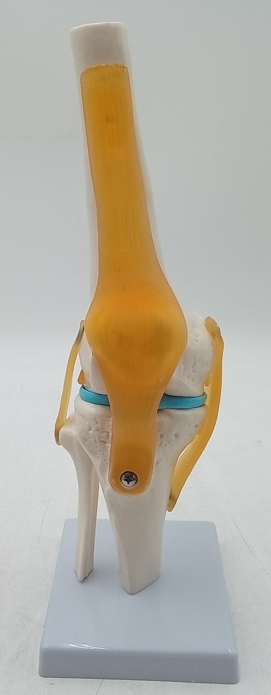 Human Joint Model Knee/Shoulder/Elbow/Hand/Foot/Hip Joint Bone Model Ligament