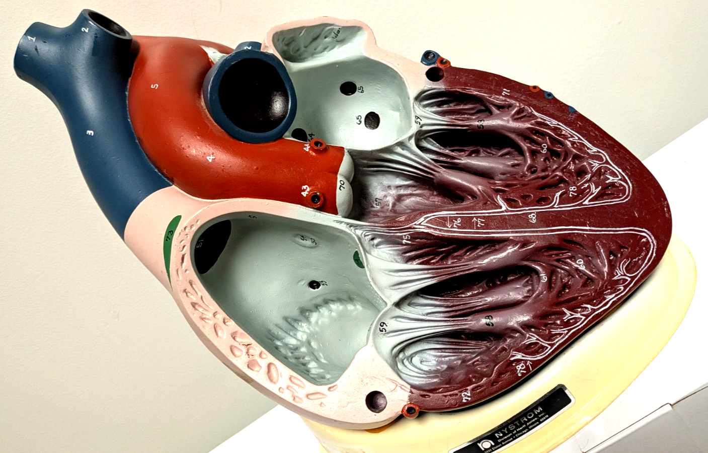 Vintage Large 2 Pc. Nystrom Human Anatomical Heart Model AM-116 W/Base & Papers