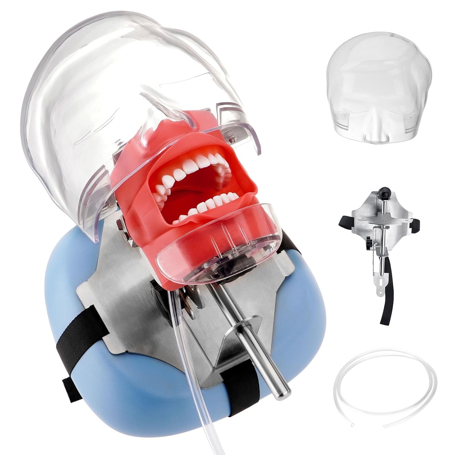 Dental Simulator Dental Mannequin Dental Head Model Dental Teeth Teaching Model
