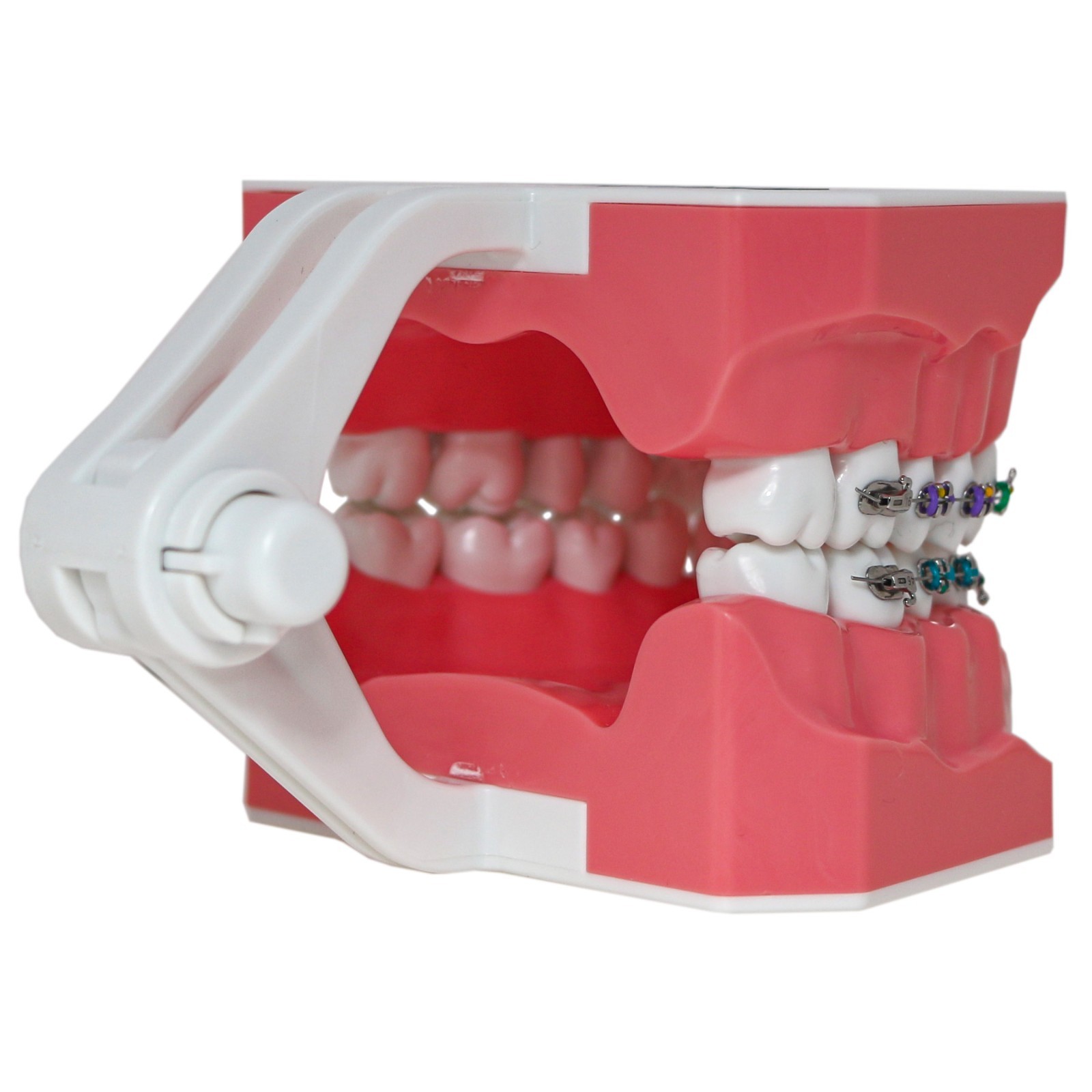 US Dental Typodont 1:1 Teeth Model with/without Orthodontic Brackets Brushing