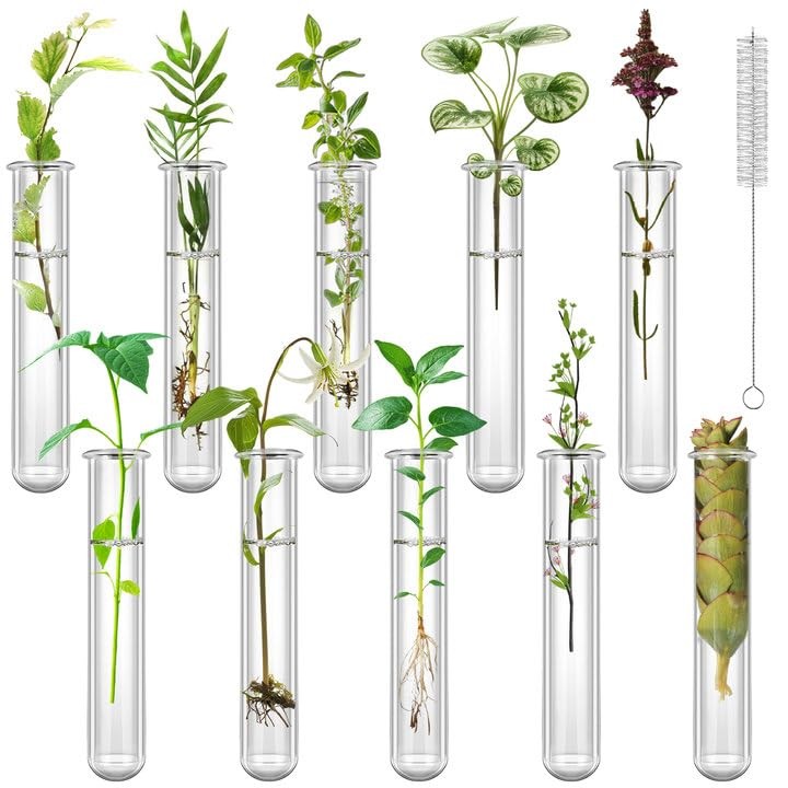 10 pcs Plastic Test Tubes for Plant Propagation 20ml Clear Test Lab Tube for …