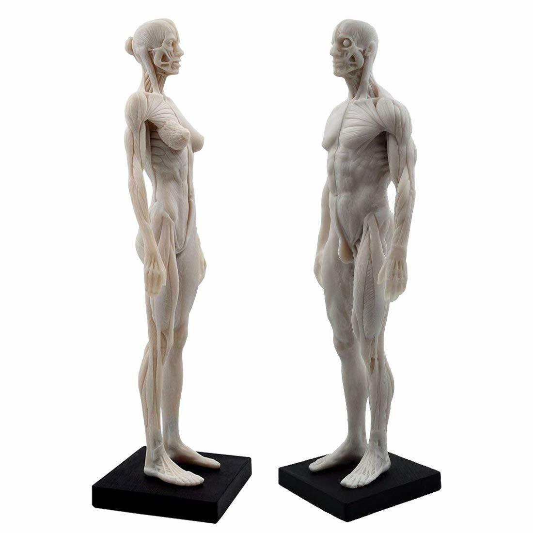 30cm Human Anatomical Model Art Anatomical Figure Male+Female White US STOCK