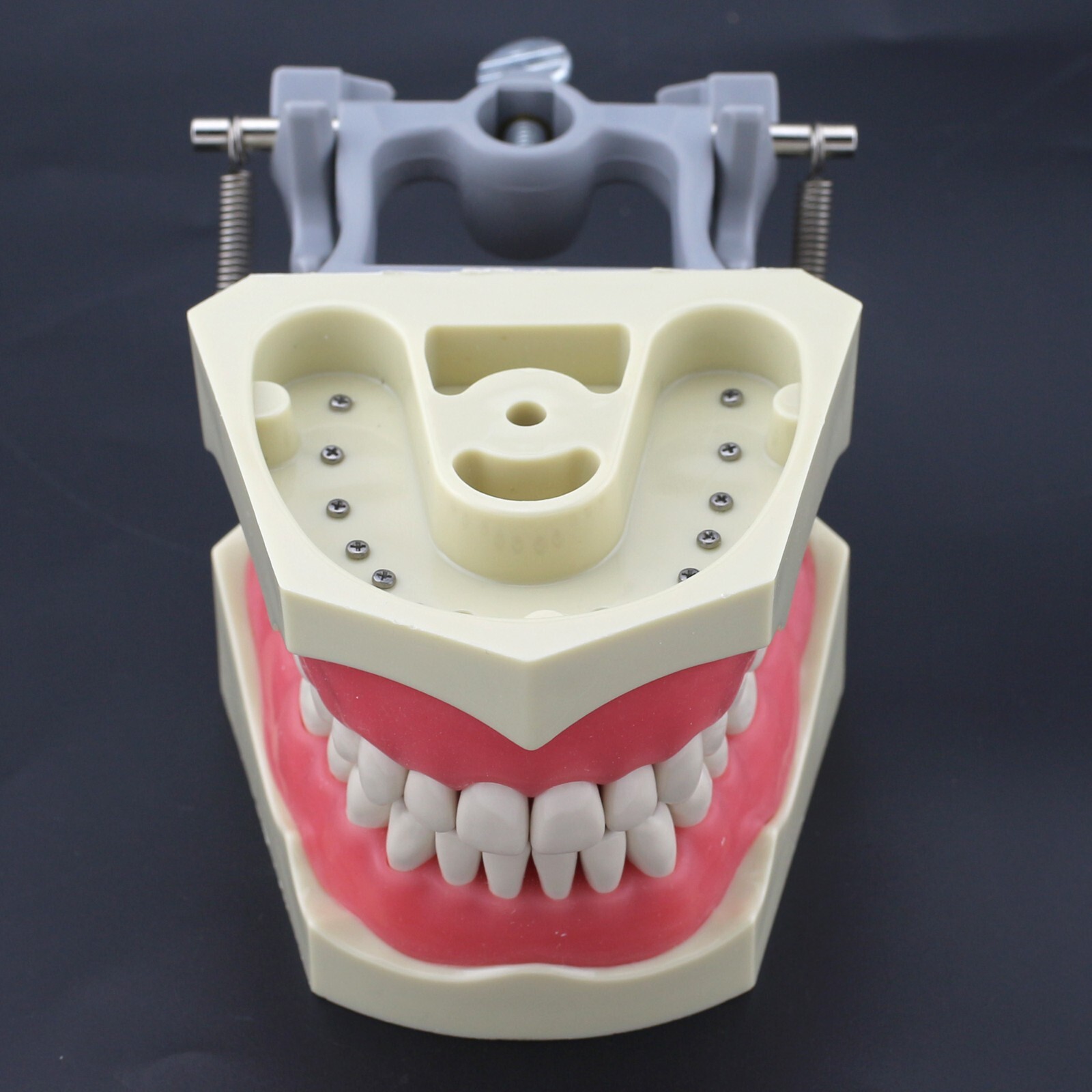Dental Typodont Model Columbia 860 UR UL LL LR 1 6 Replacement 32pc Teeth Screw