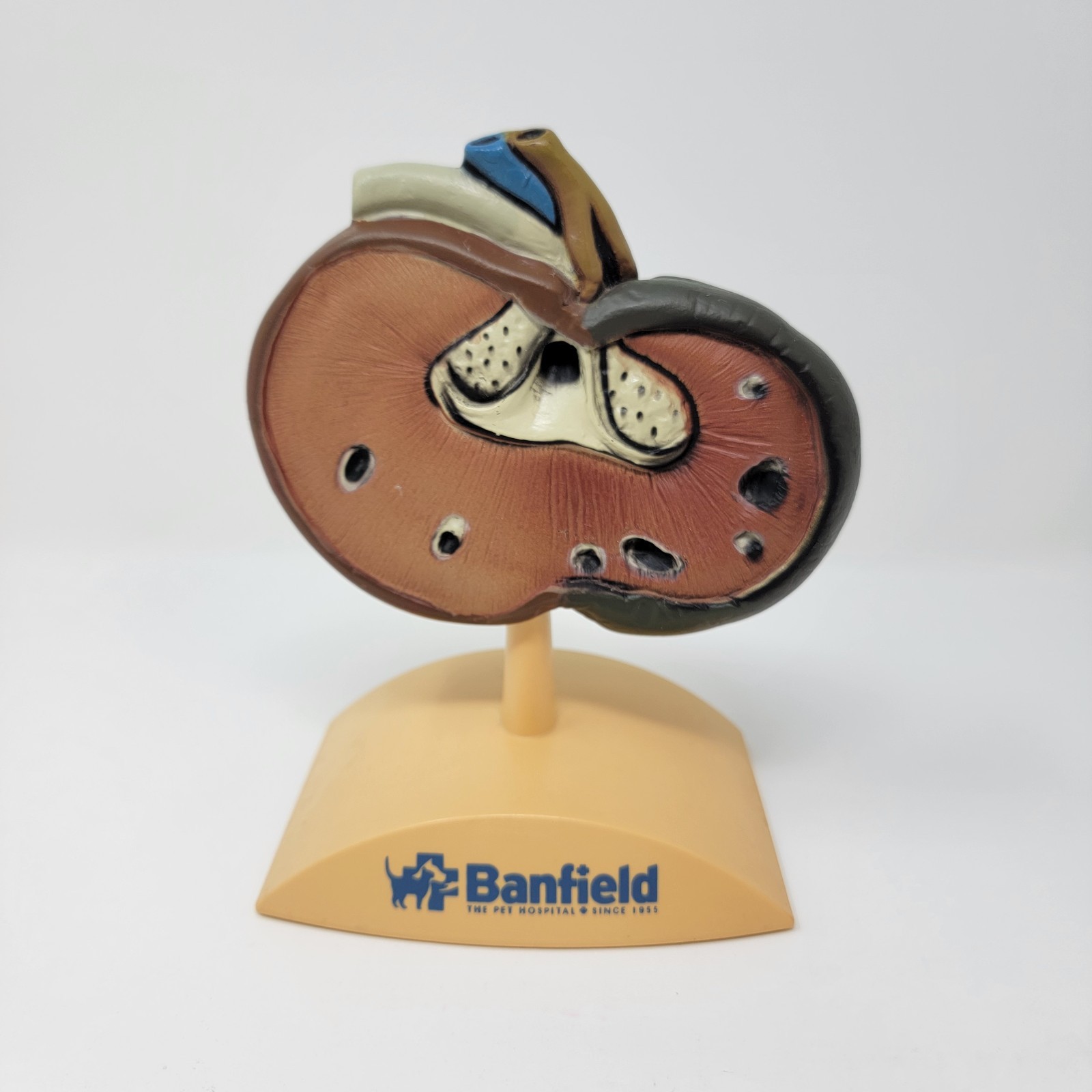 Banfield Veterinary Plastic Anatomical Model for Education – Canine Kidney