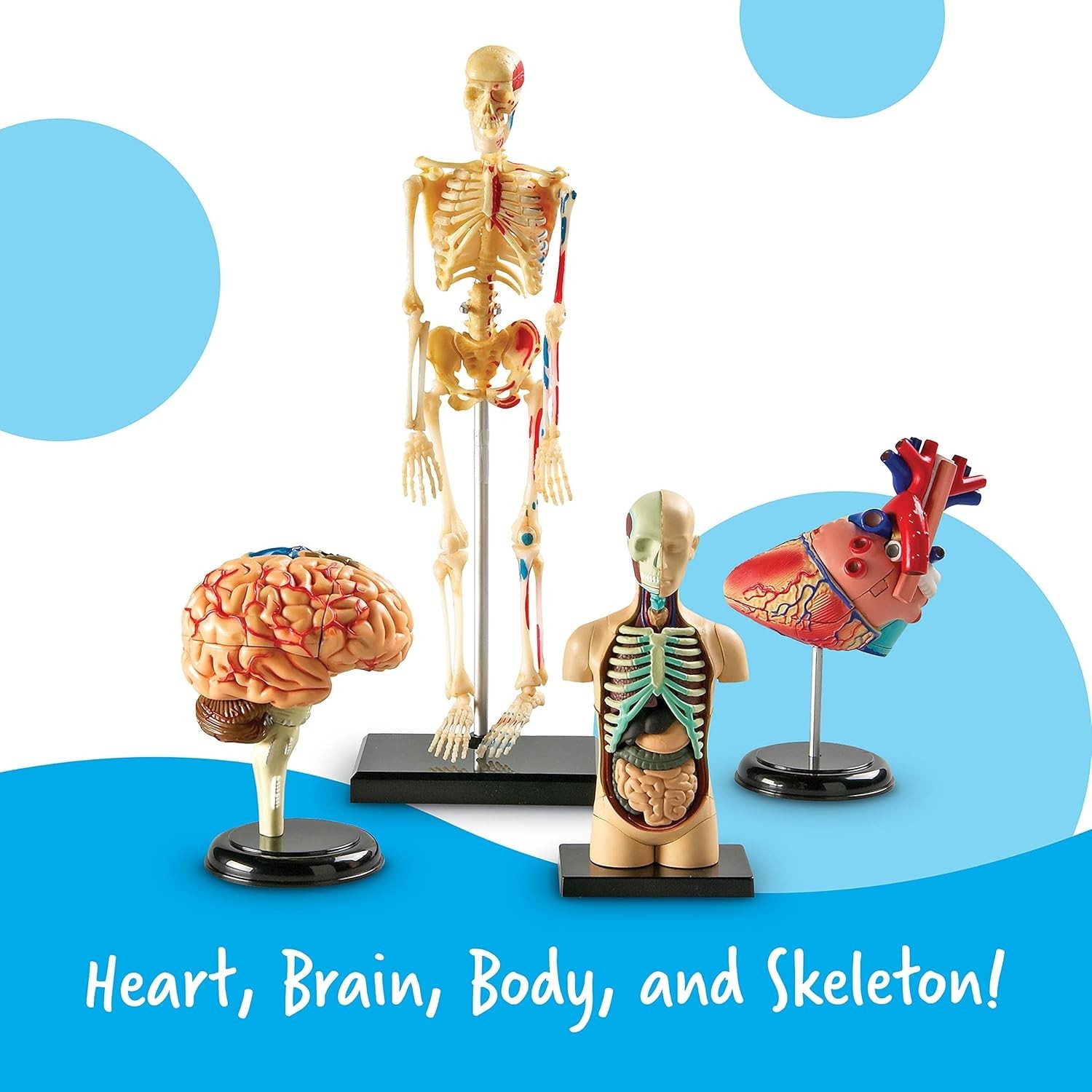 Detailed Anatomy Model Set, Includes Skeleton and Heart for Science Projects
