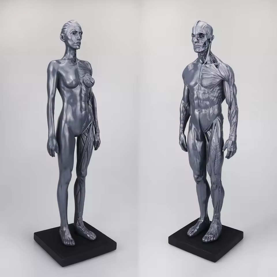 30cm Human Skeleton Anatomical Model Male＆Female Anatomy Skull Muscle Bone US