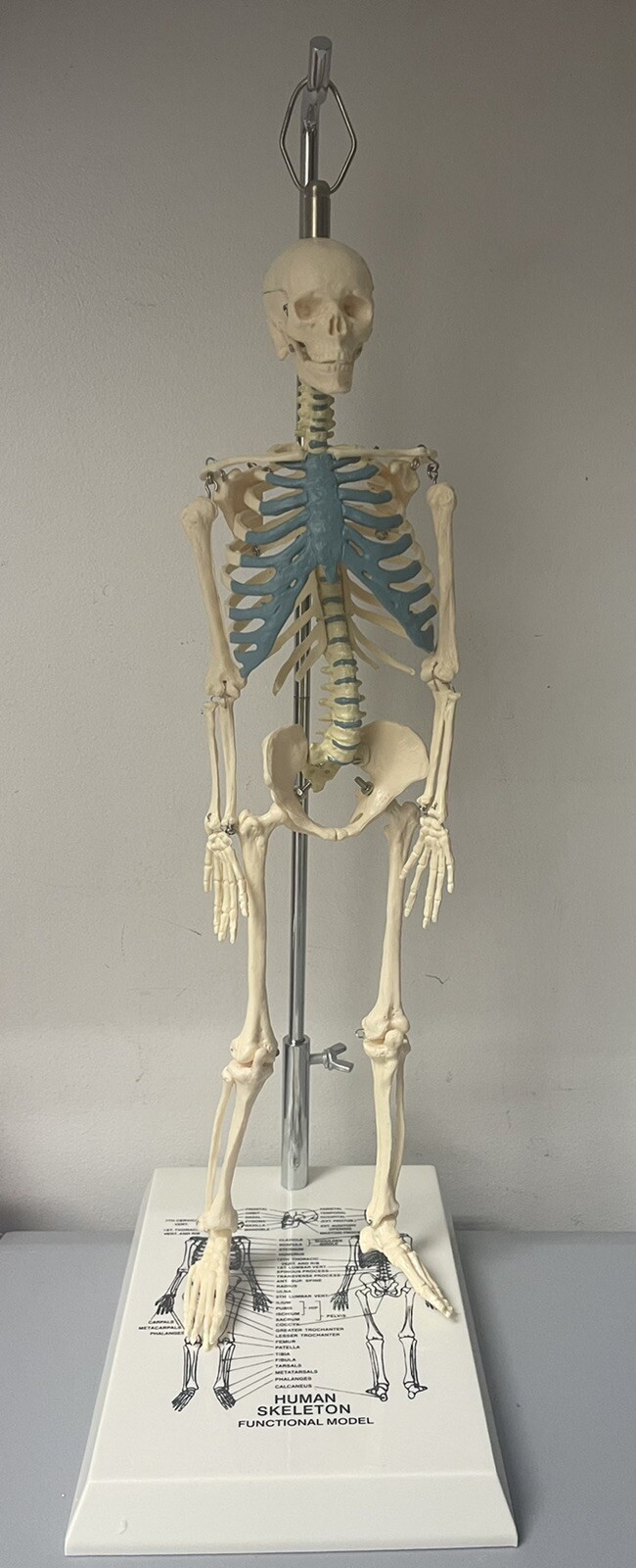 NEW 21 inch Tall Human Skeleton Model Skull Anatomical Model with Stand