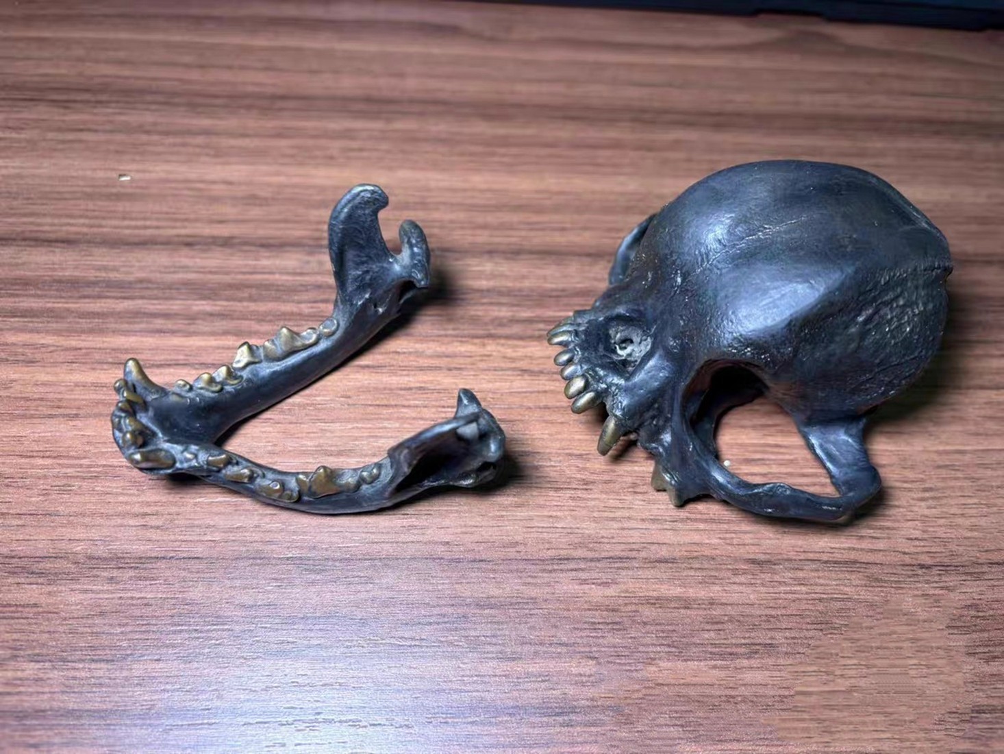 Bronze copper Pug Canine dog Anatomy jaw vet Veterinary Model tooth