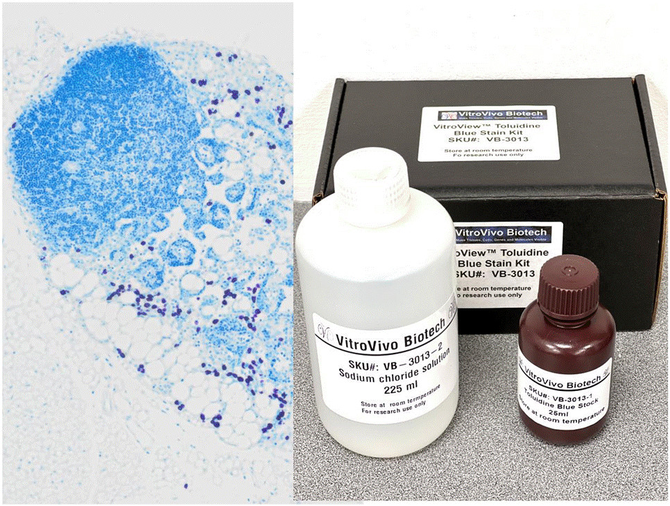 VitroView™ Toluidine Blue Stain Kit (Cat# VB-3013)