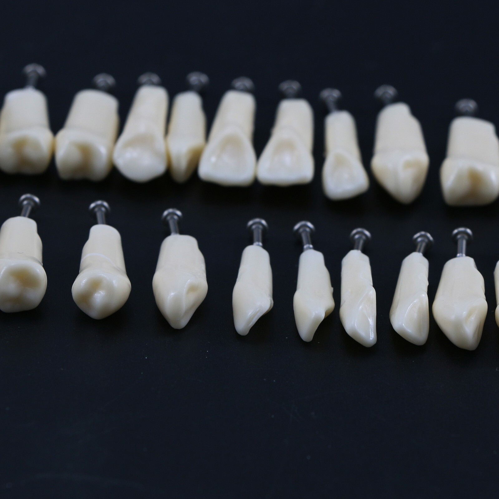 Dental Typodont Replacement Teeth Screw-in Model fit Kilgore NISSIN 200/500 Type