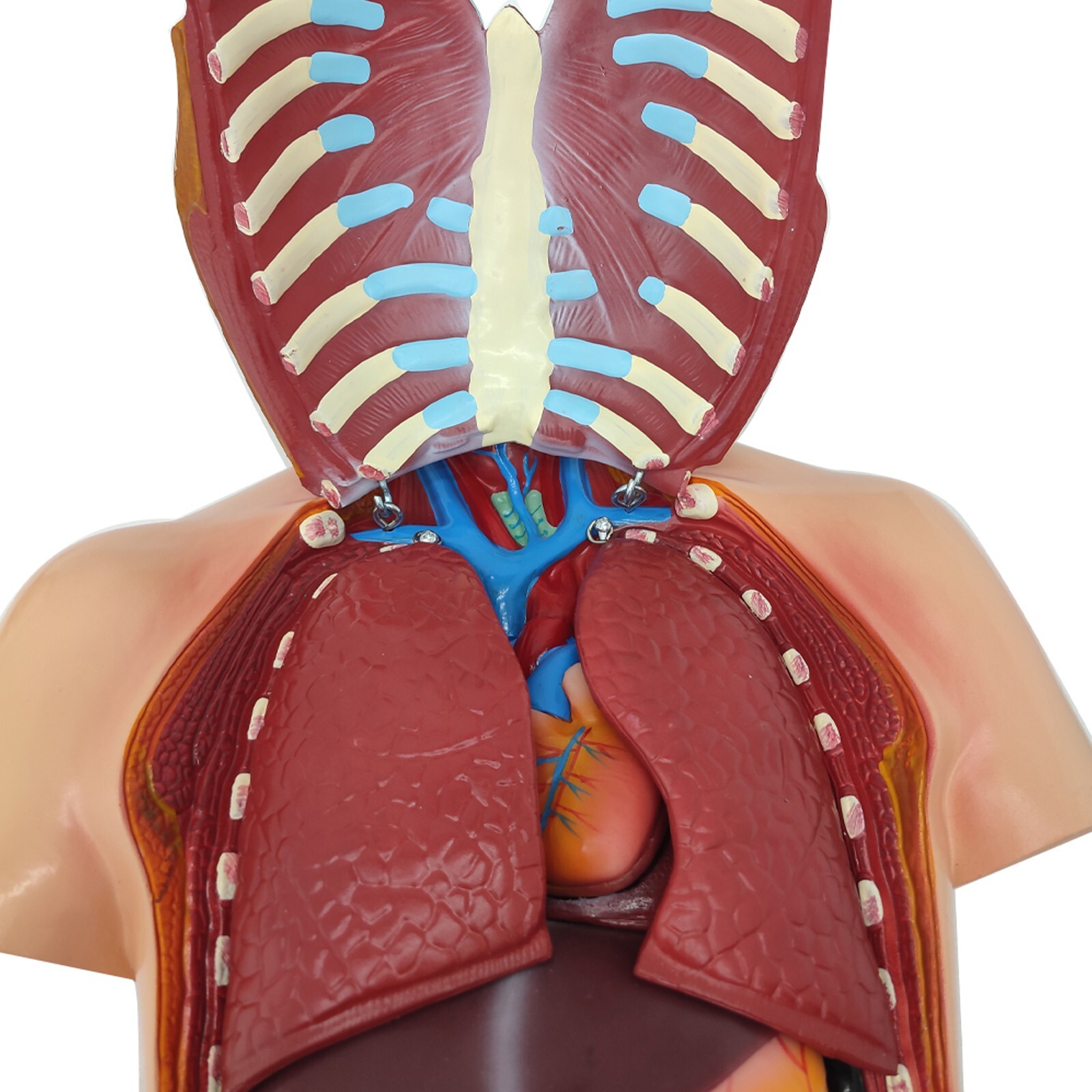 85cm Bisexual Trunk Model 25pcs Organ Detachable Anatomical Model of Human Torso