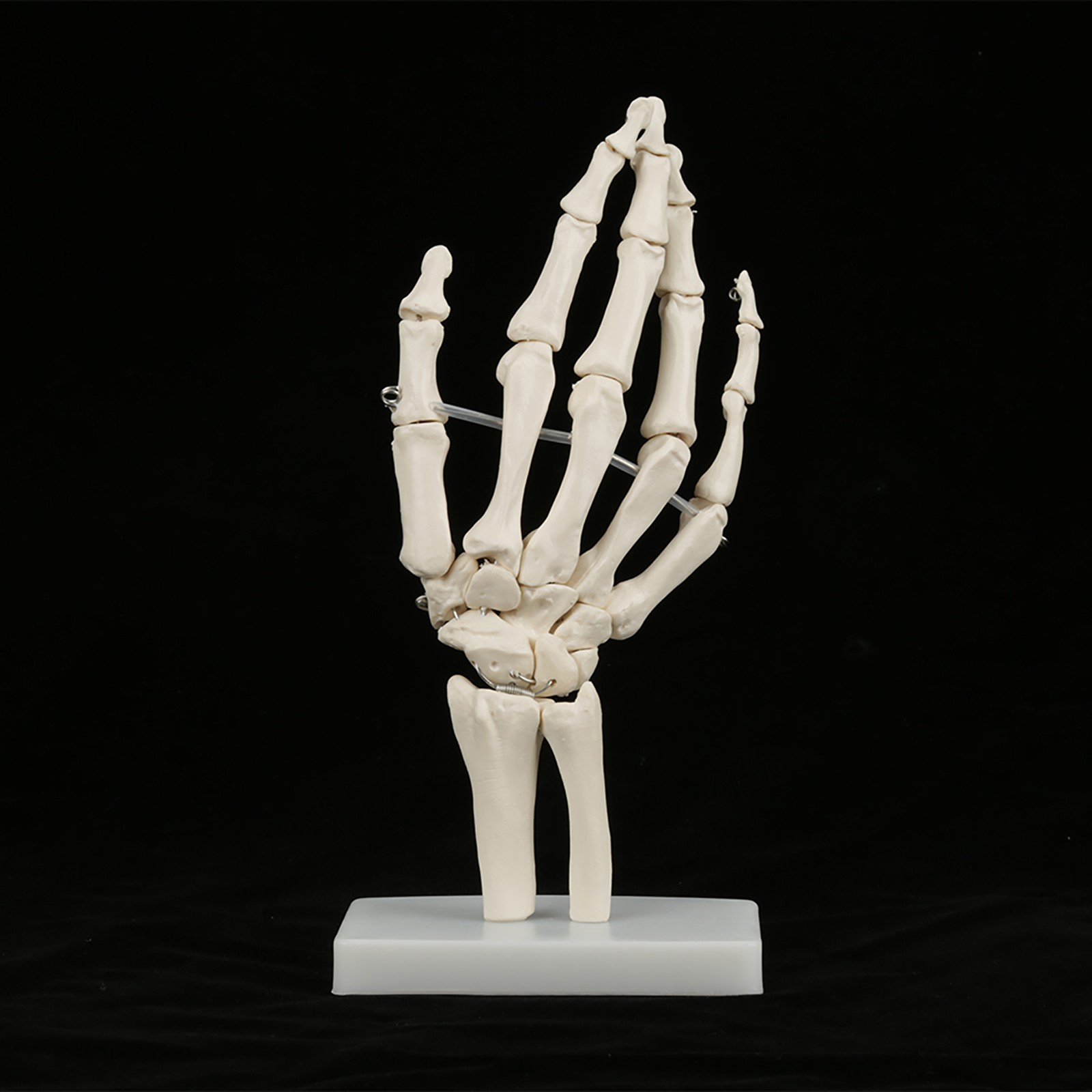 Anatomical Life Size Human Hand Joint Study Skeleton Model